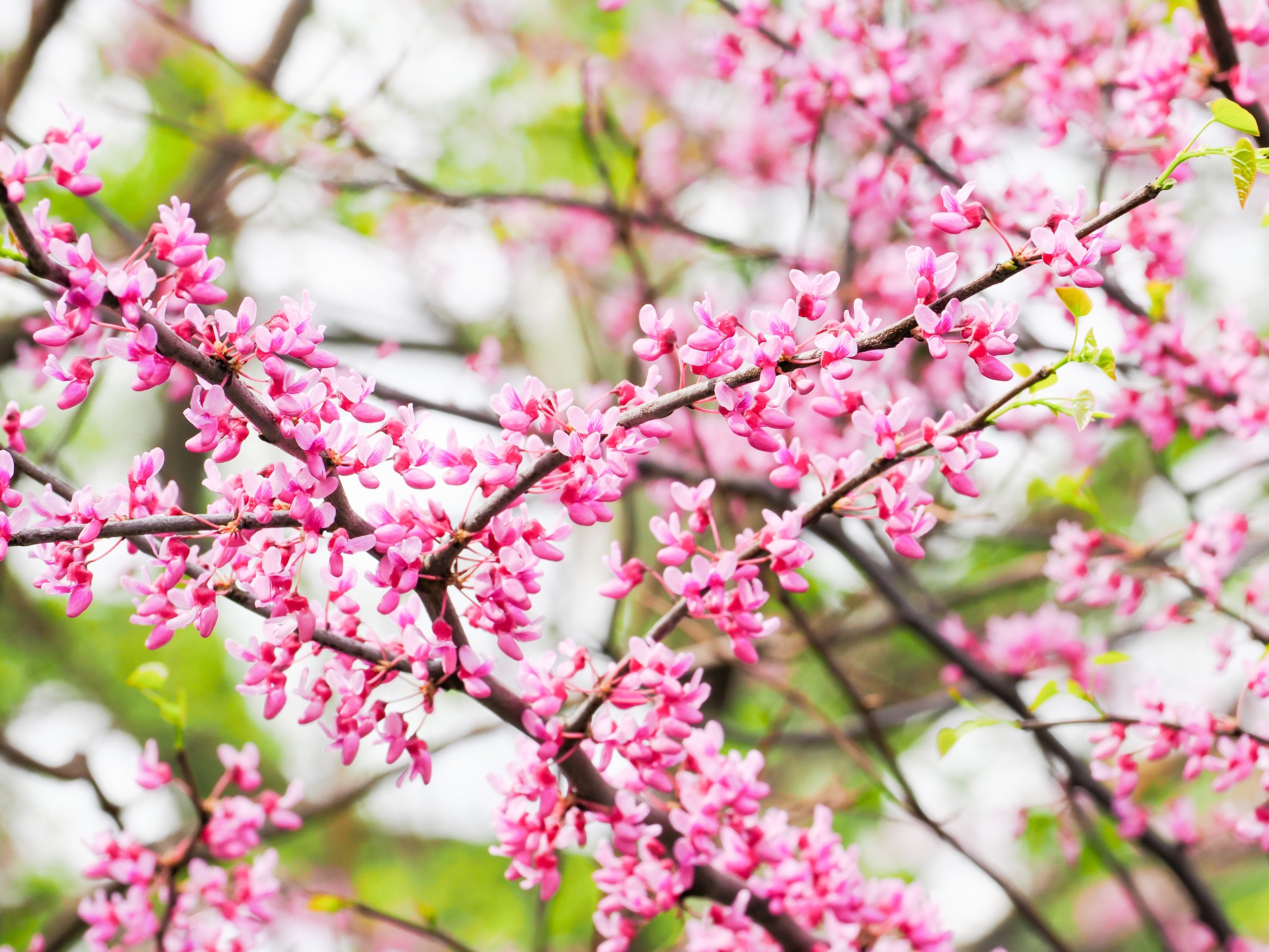Purple leaf sand cherry tree (Prunus × cistena)