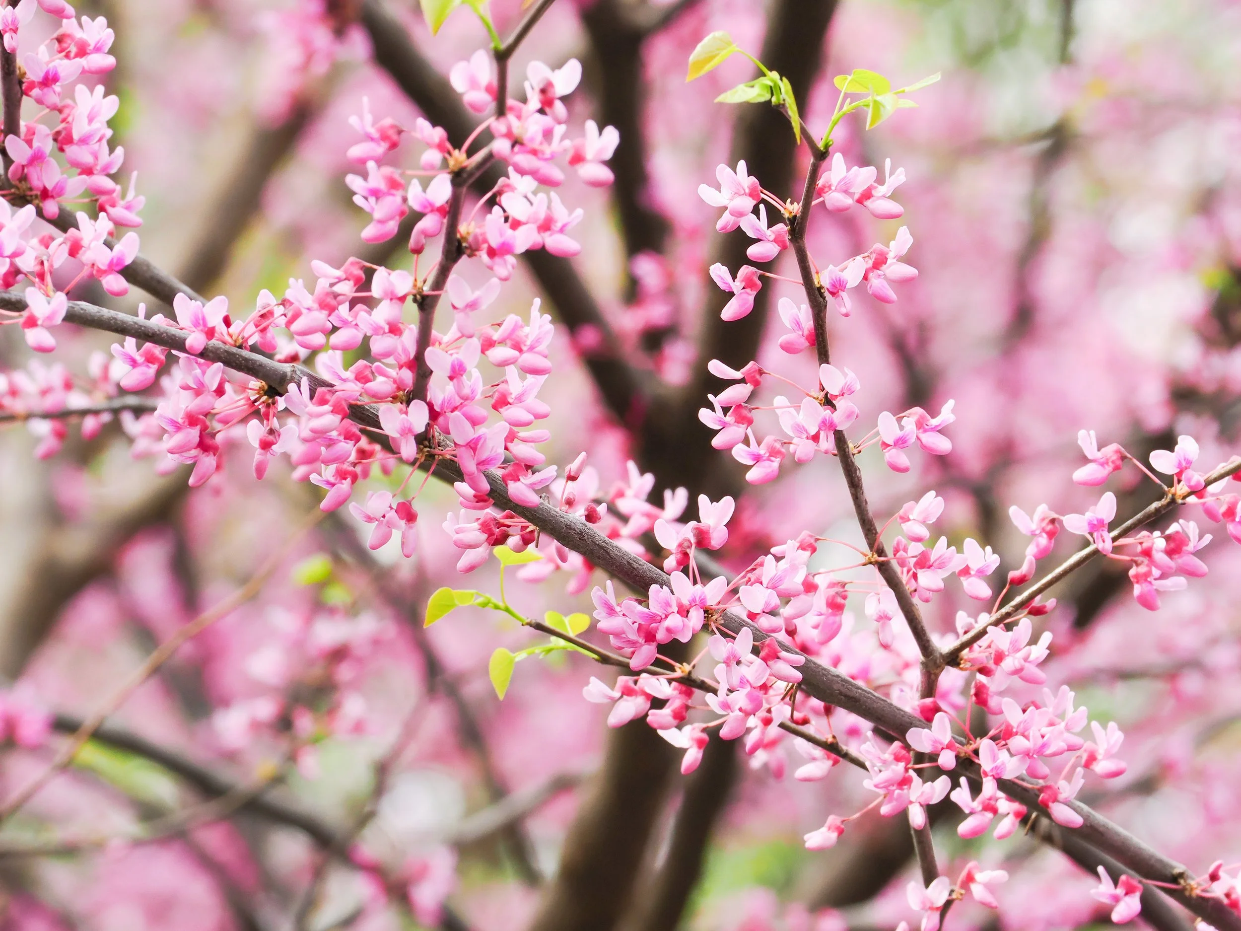 Purple leaf sand cherry tree (Prunus × cistena)