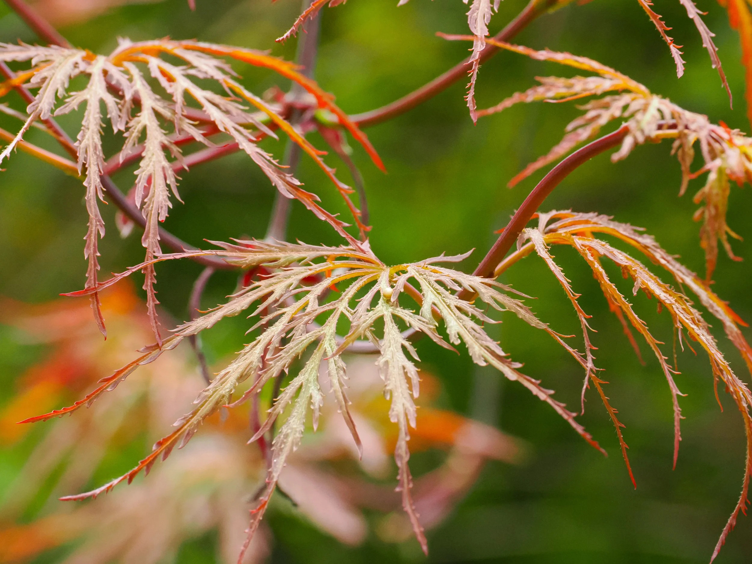 Japanese Maple (Acer palmatum)