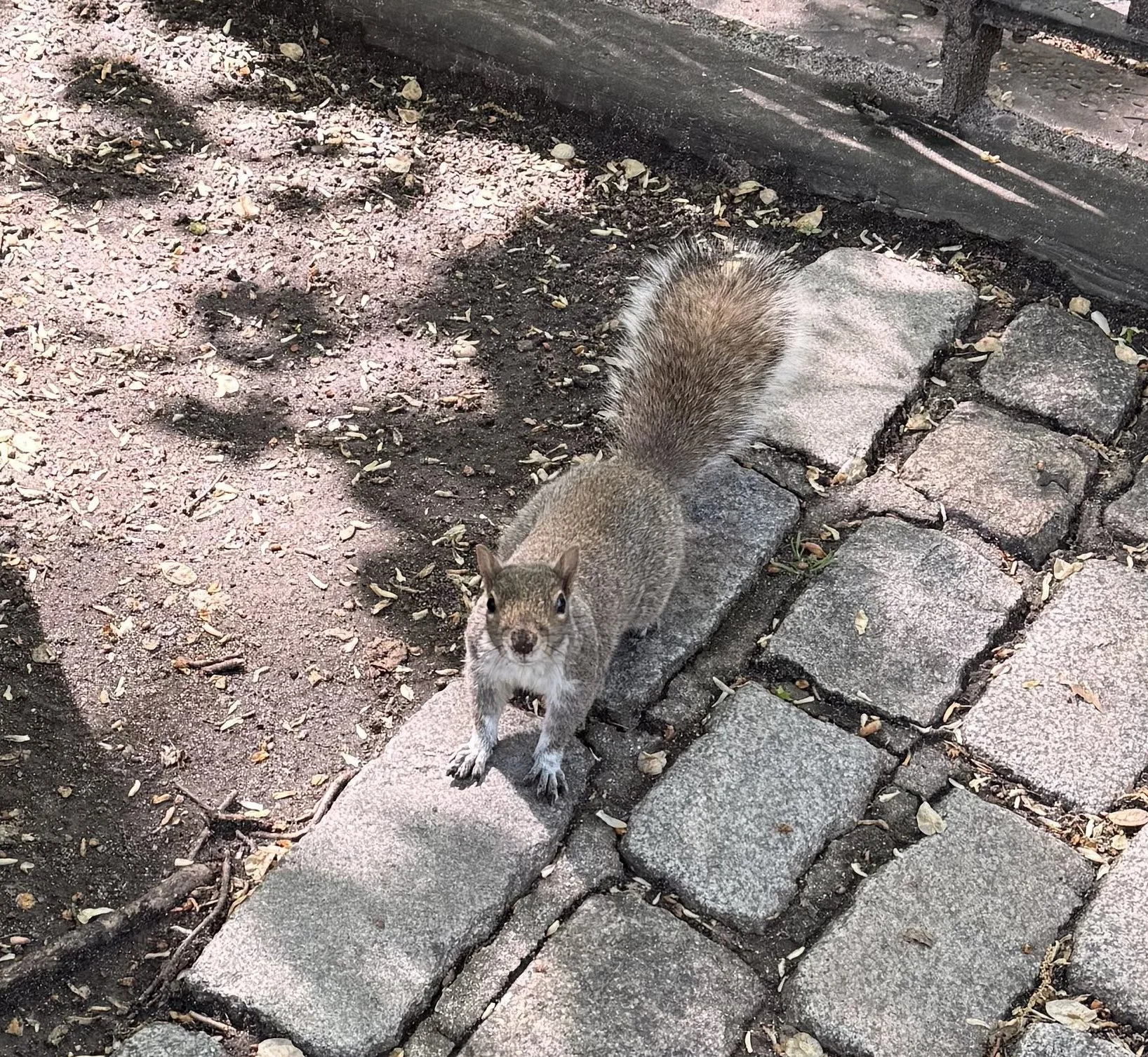 IMG_1559_20260427_Squirrel_by_Sasha_Nagy.jpg