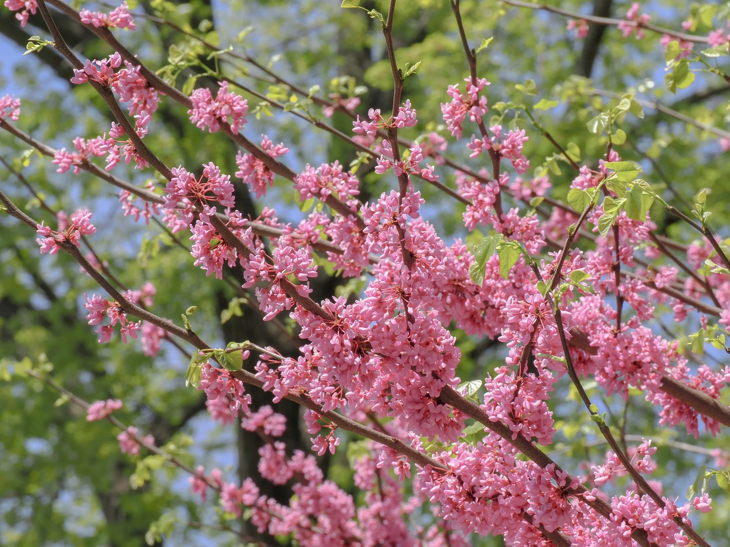 Eastern Redbud tree (Cercis canadensis)