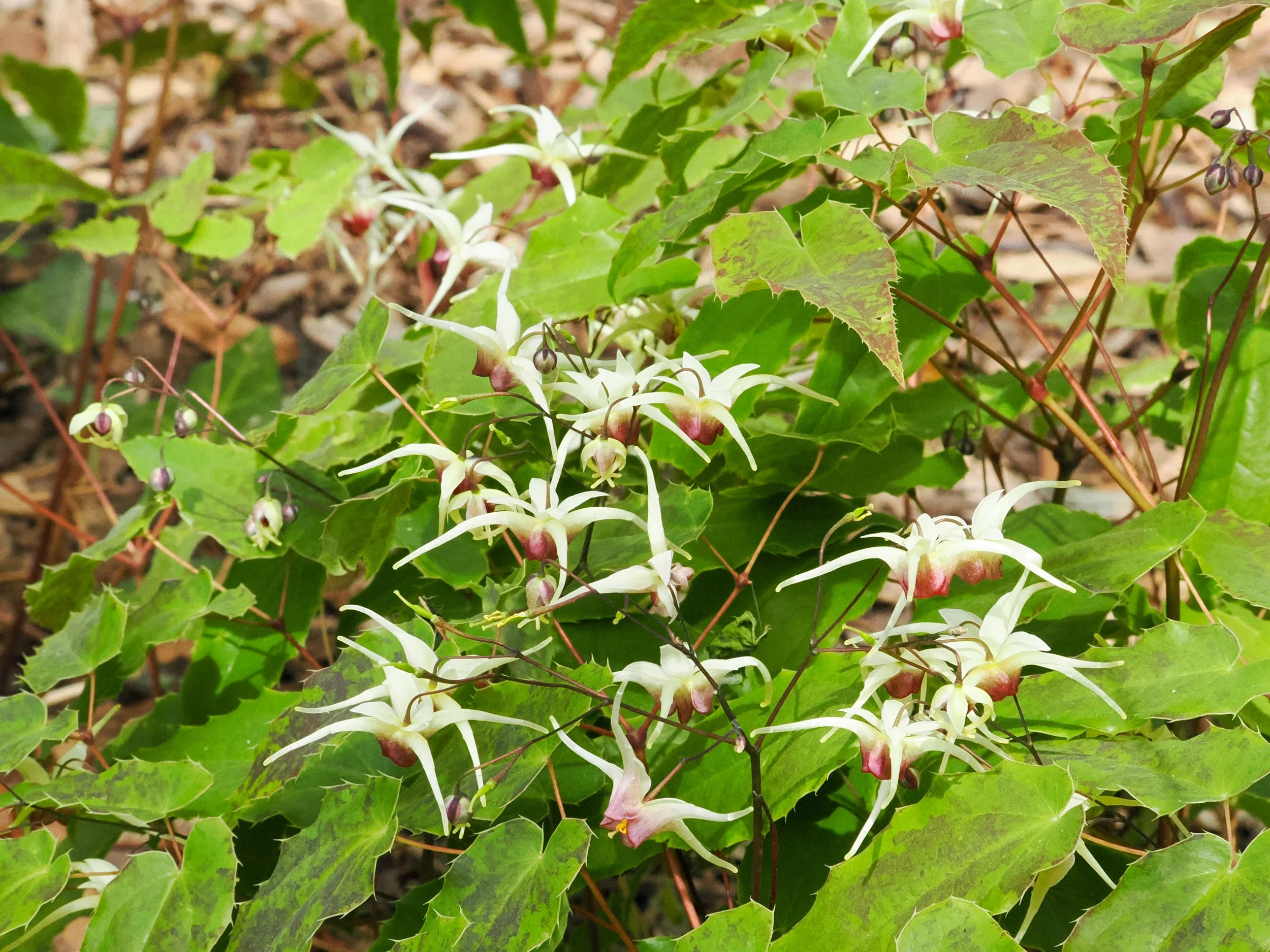 barrenwort (Epimedium 'Domino')