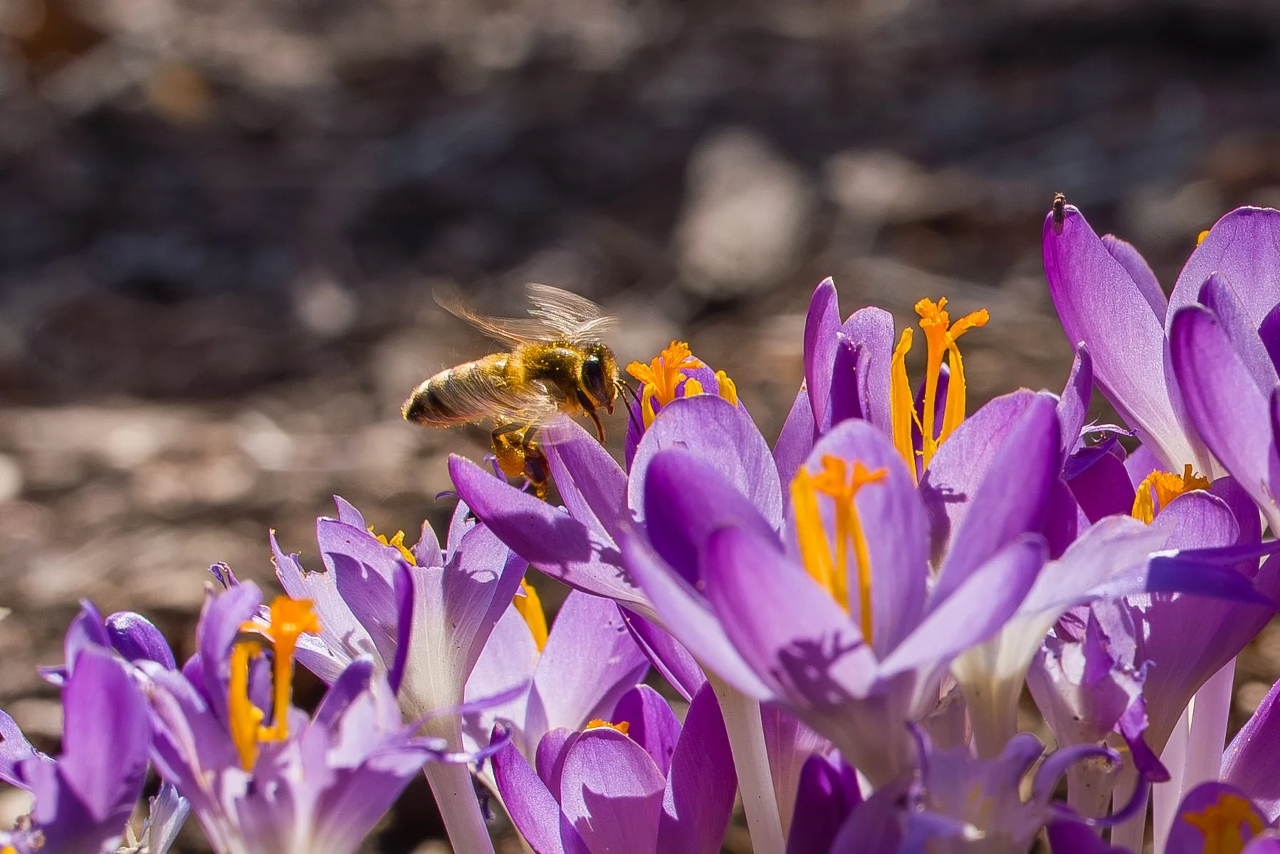 SPNA 2026-03-10 - 08.jpg