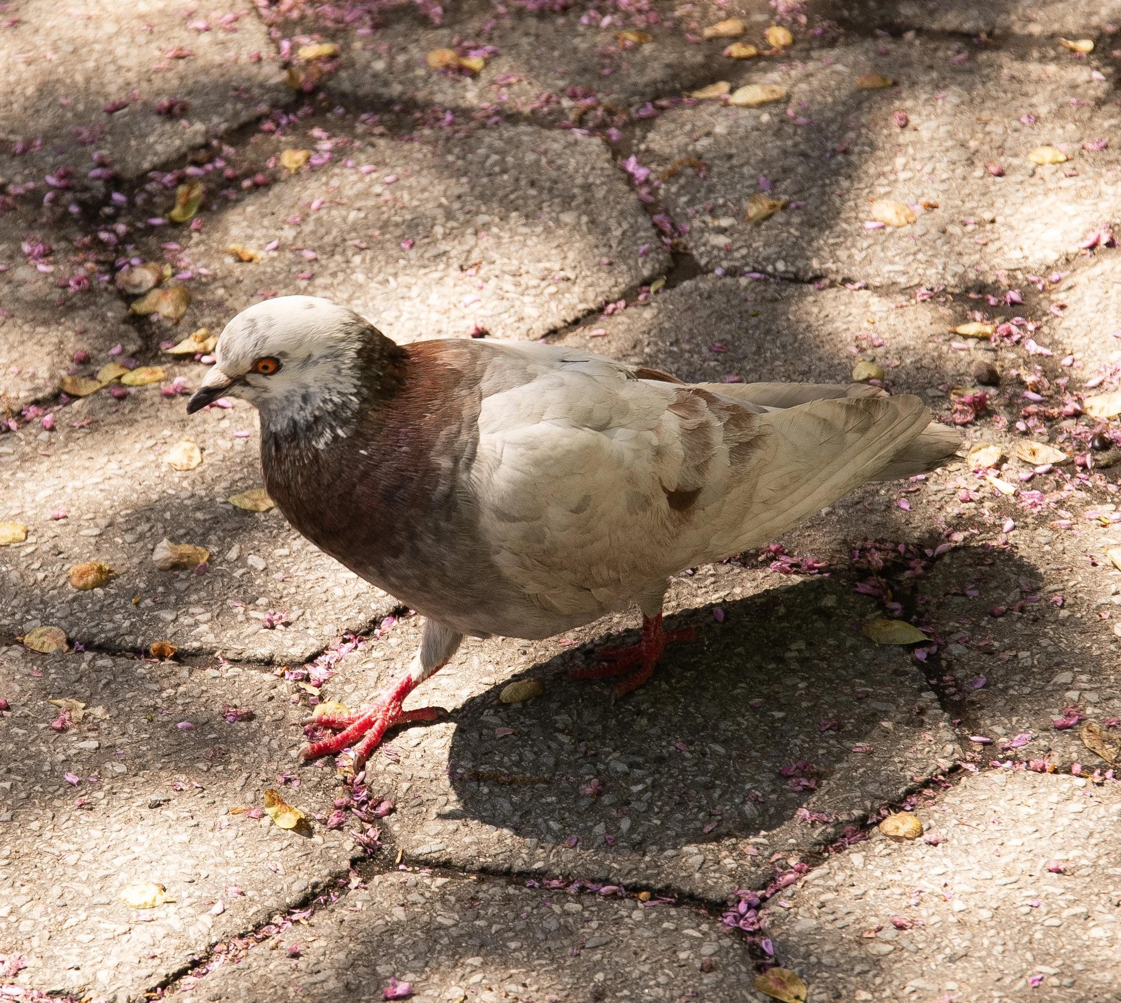 PuppetWS-4 20260426 Pigeon p by Angelyne Love.jpg