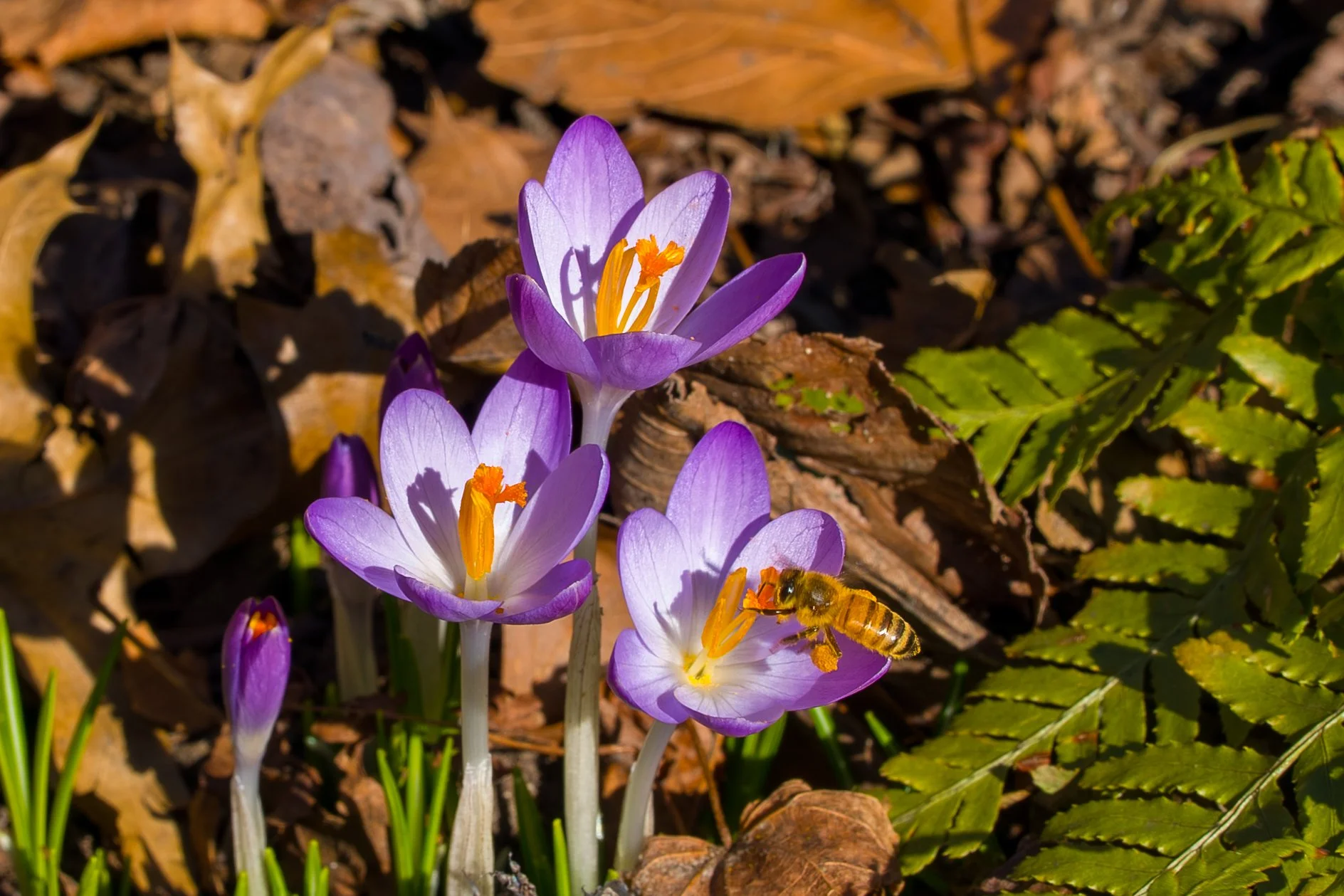 SPNA 2026-03-10 - 07.jpg