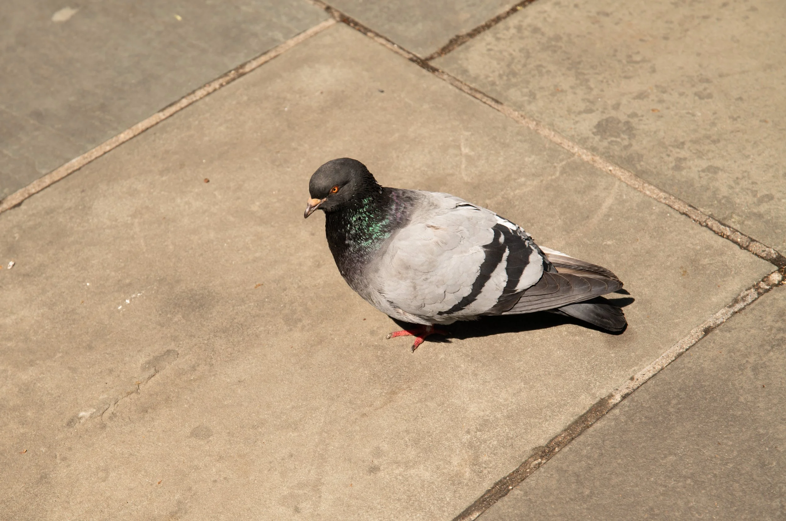 PuppetWS-21 20260426 Pigeon by Angelyne Love.jpg