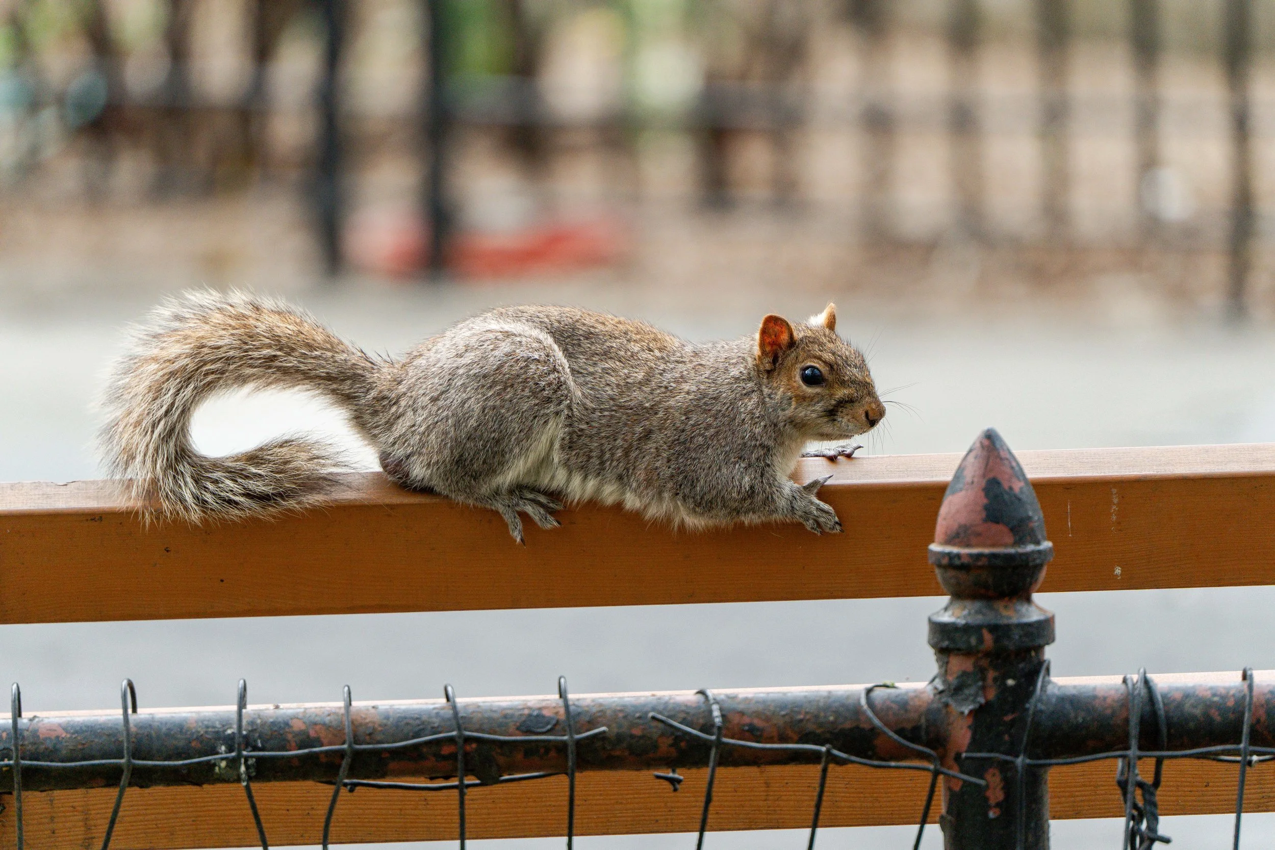 SPNA 2026-04-01 - 14.jpg