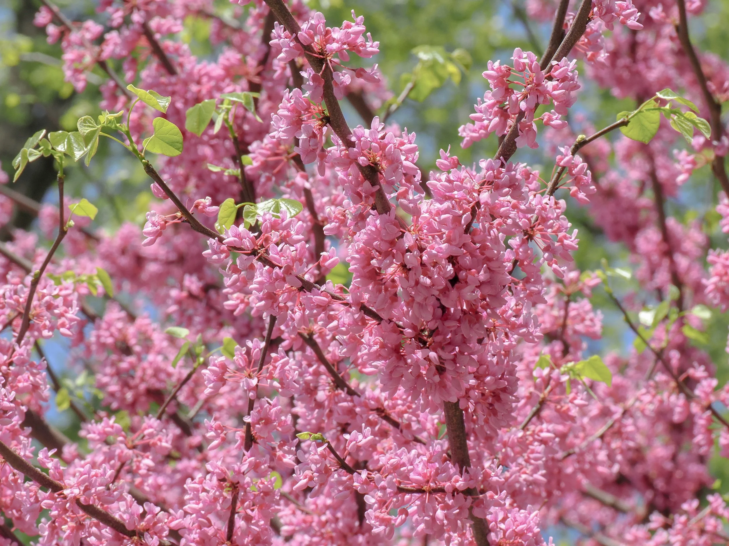 Eastern Redbud tree (Cercis canadensis)