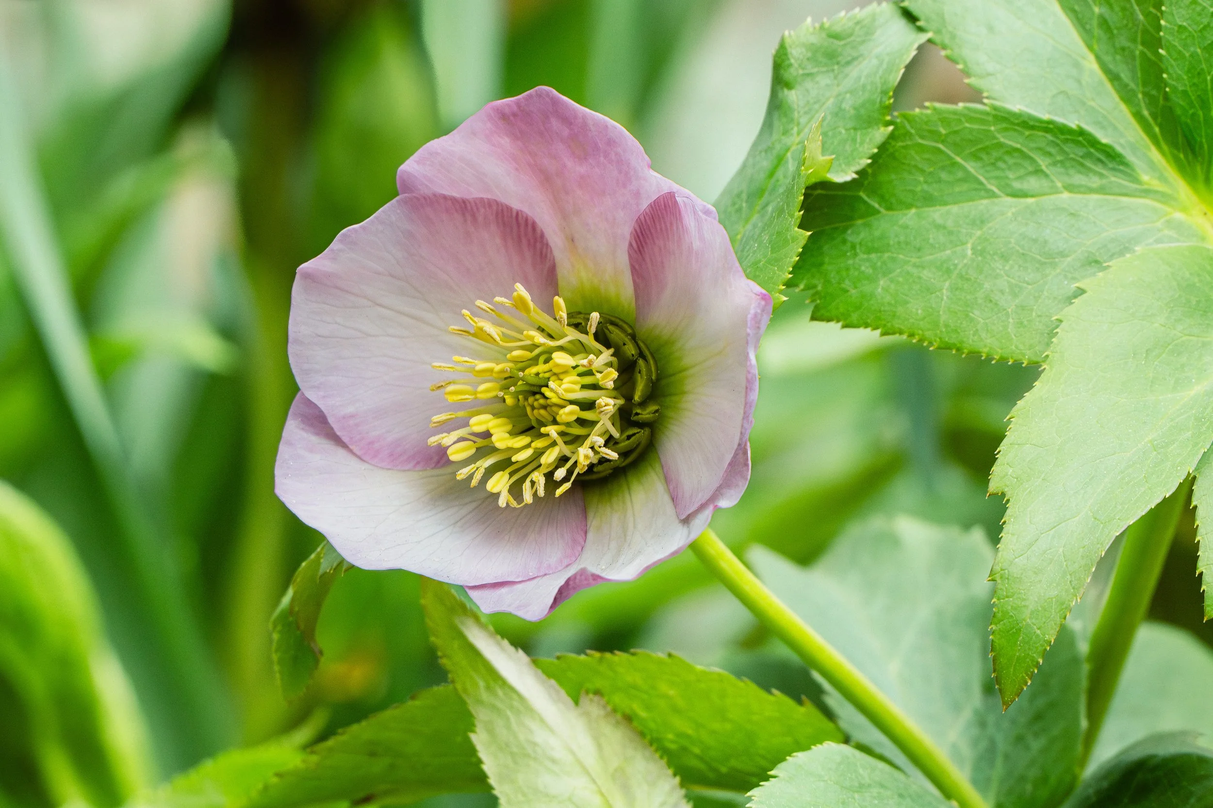 SPNA 2026-04-01 - 05.jpg