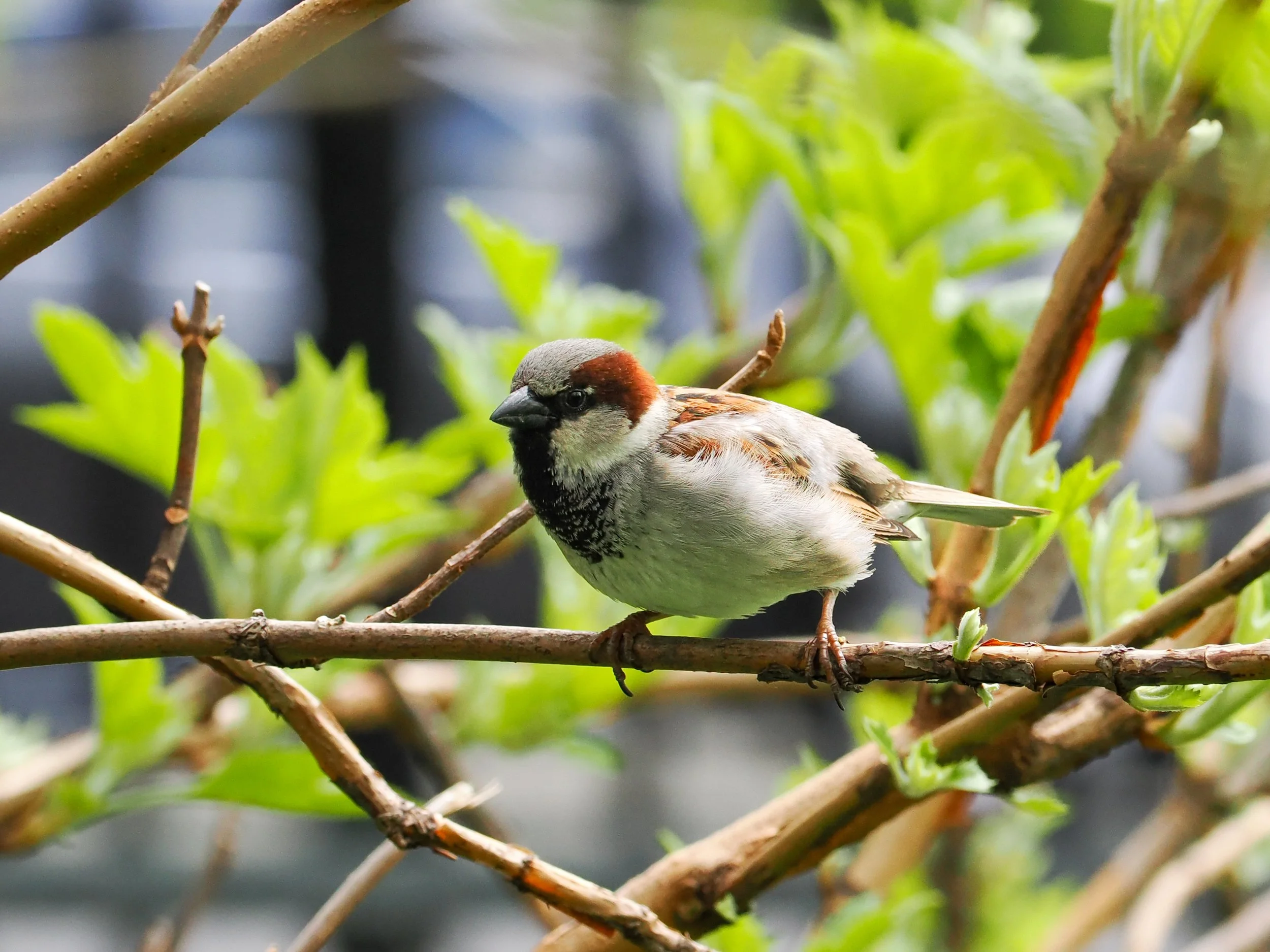 A male house sparrow (Passer domesticus)