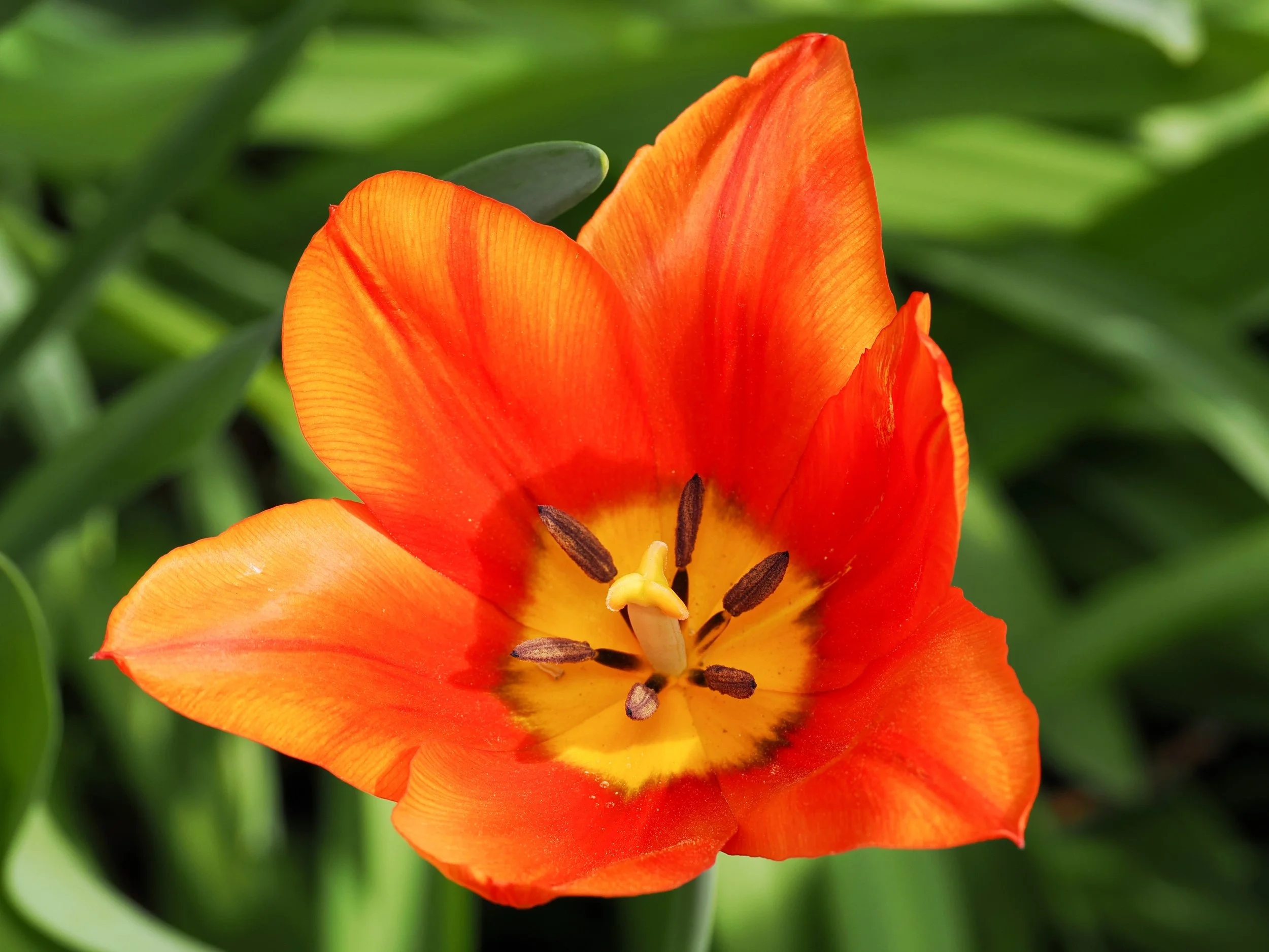 Orange Emperor tulip