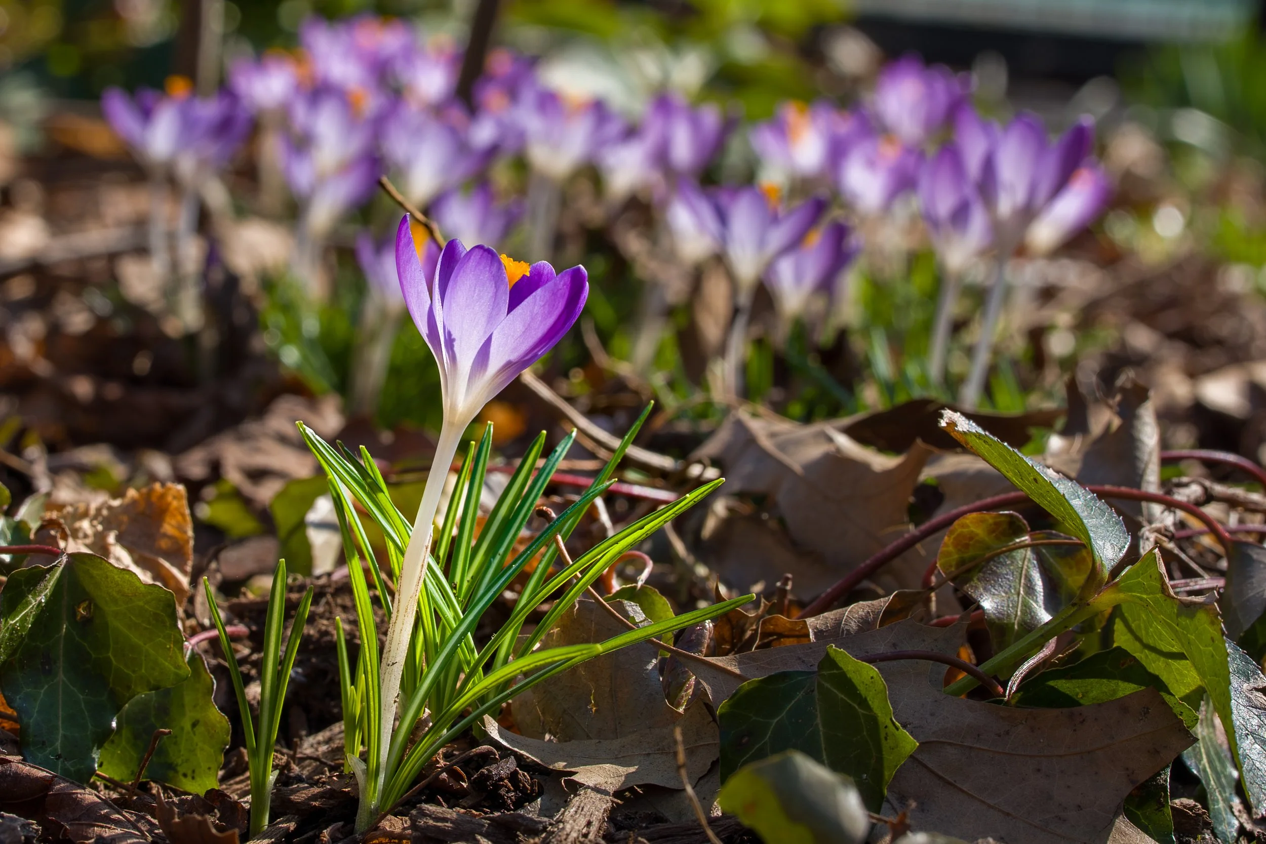 SPNA 2026-03-10 - 06.jpg