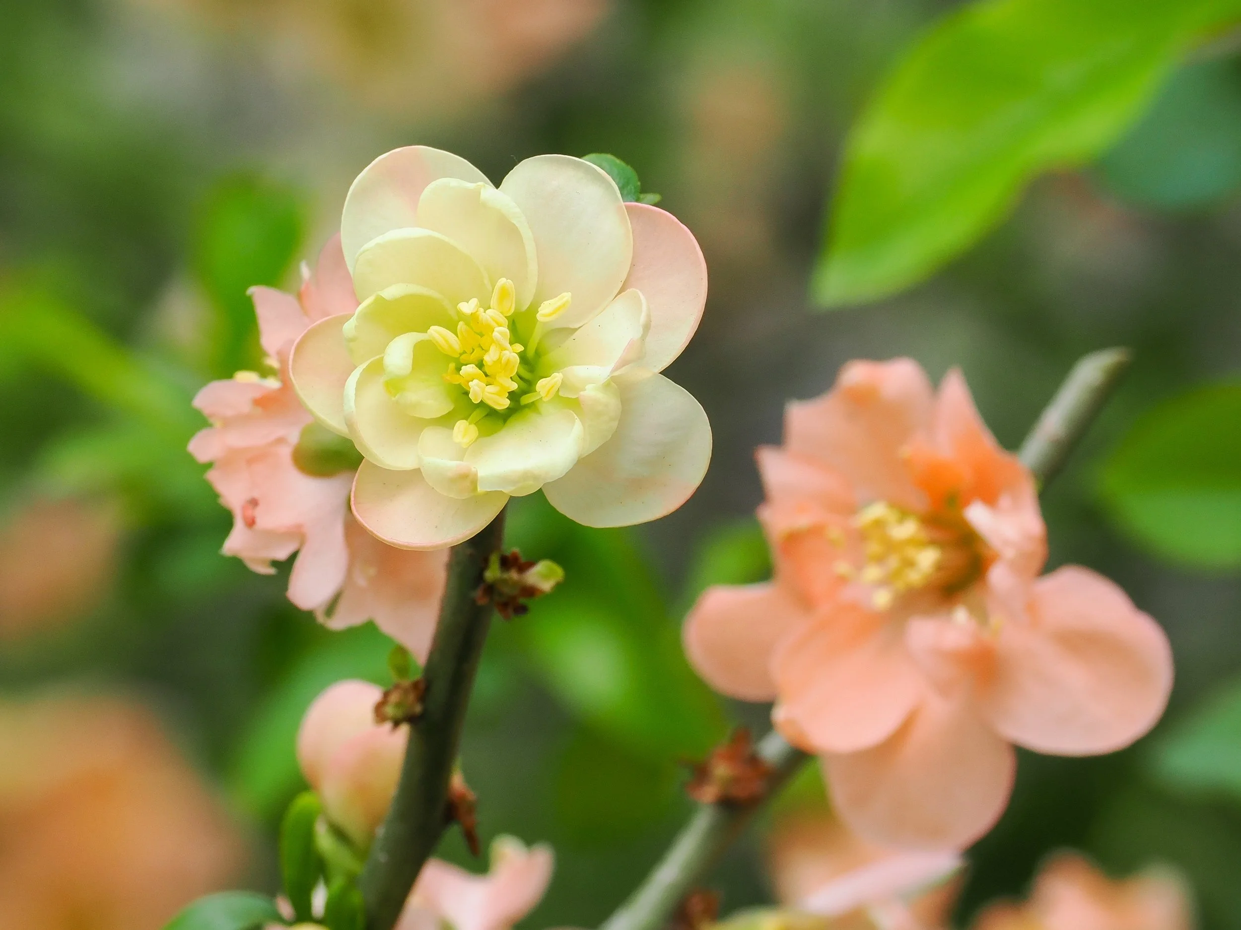 Flowering Quince shrub ('Cameo' or 'Geisha Girl' cultivar of Chaenomeles speciosa)
