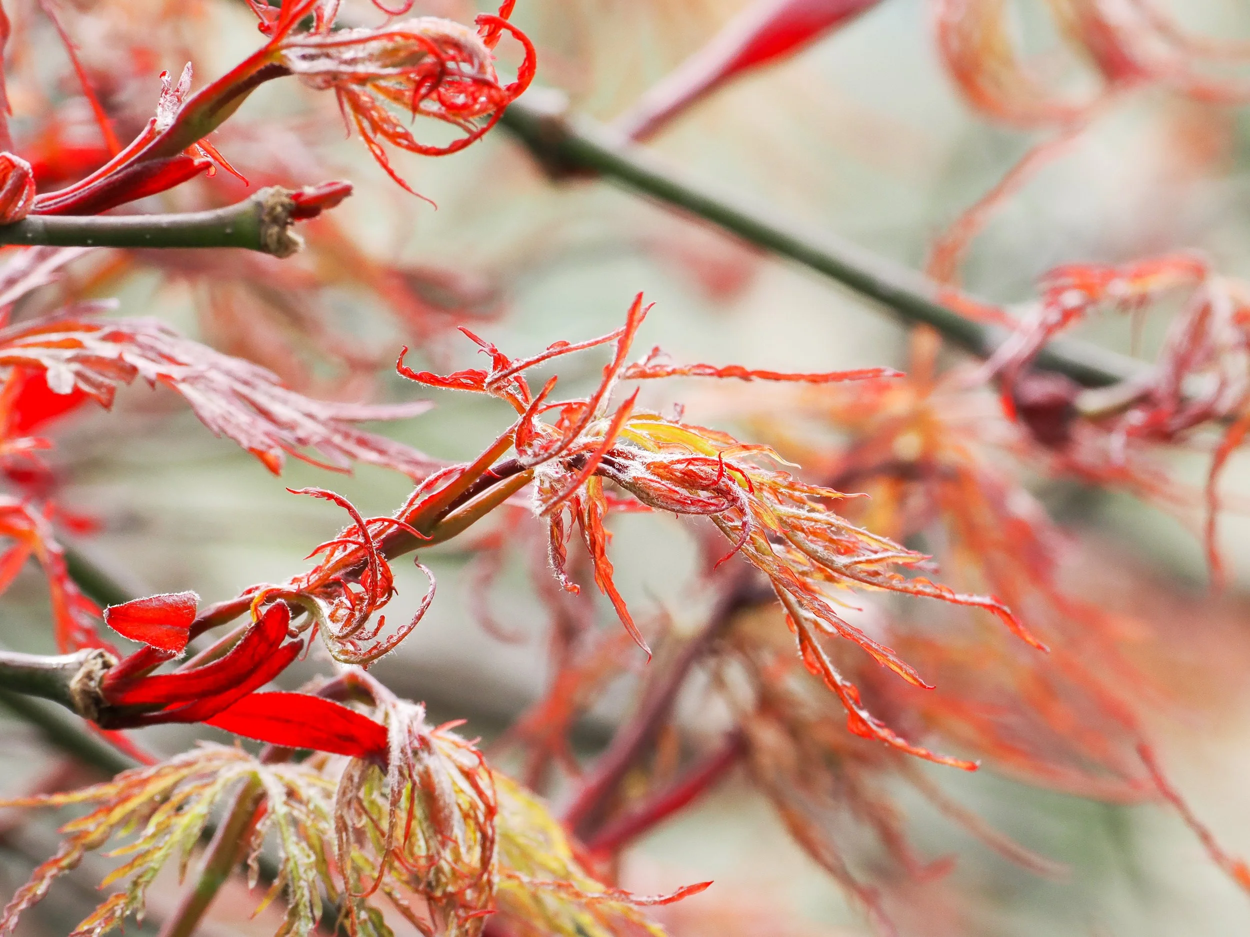 Japanese Maple (Acer palmatum)