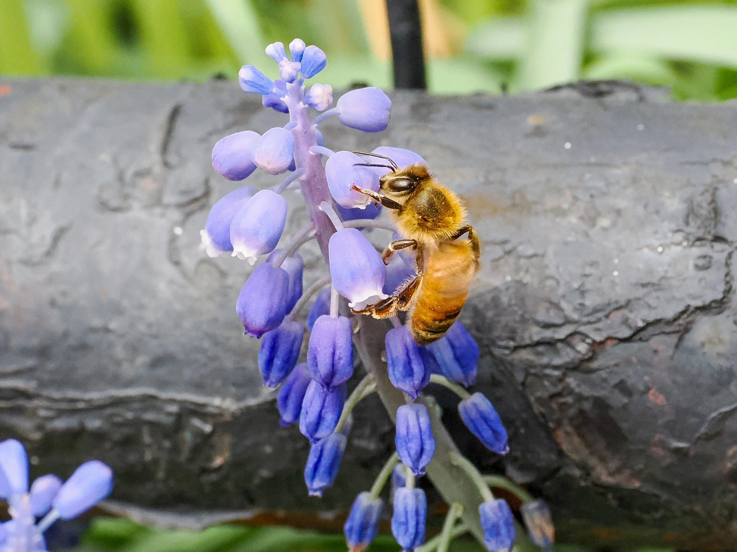 Western honey bee (Apis mellifera) pollinating a blue flower known as a grape hyacinth (Muscari sp.)