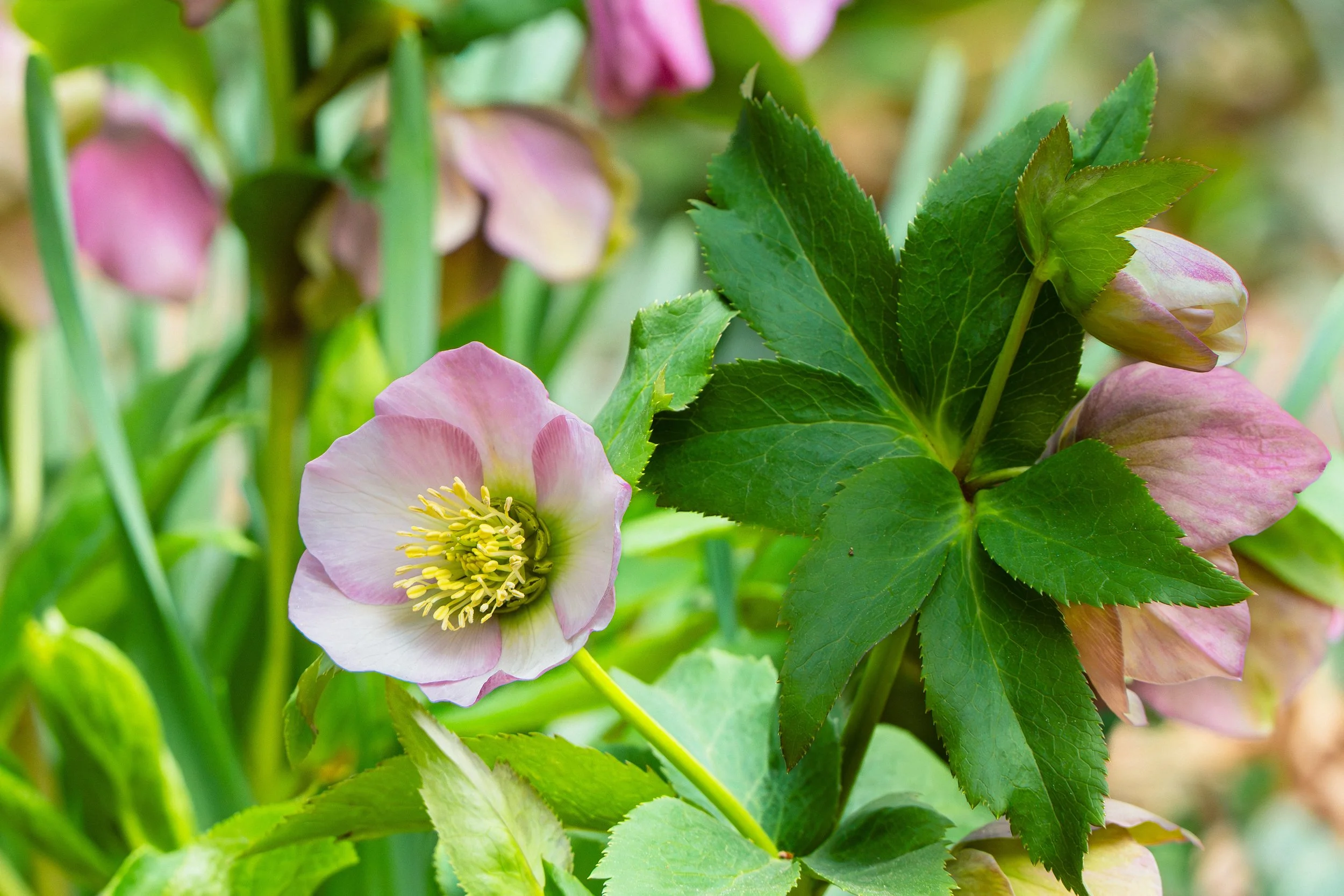 SPNA 2026-04-01 - 06.jpg