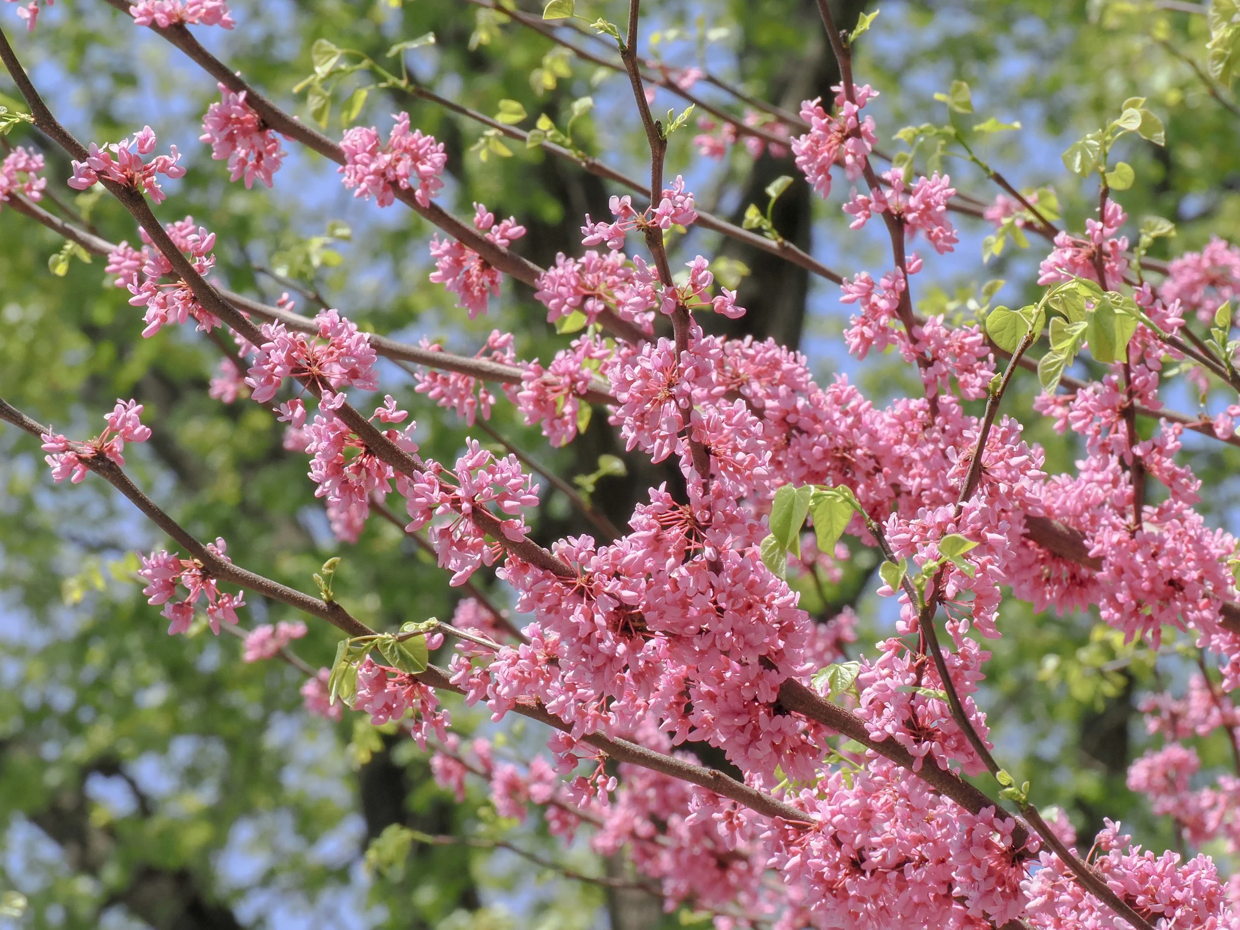 Eastern Redbud tree (Cercis canadensis)