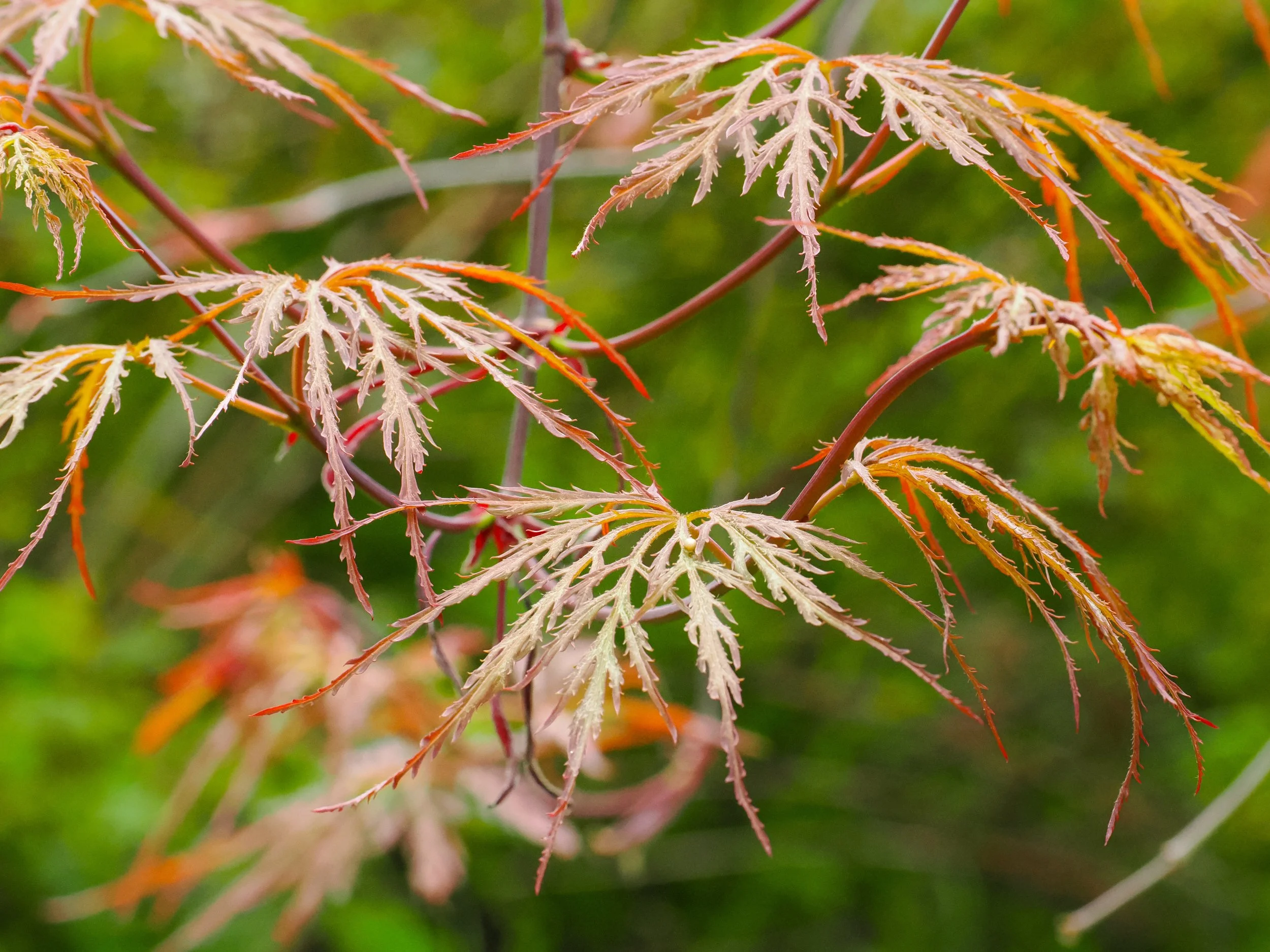 Japanese Maple (Acer palmatum)