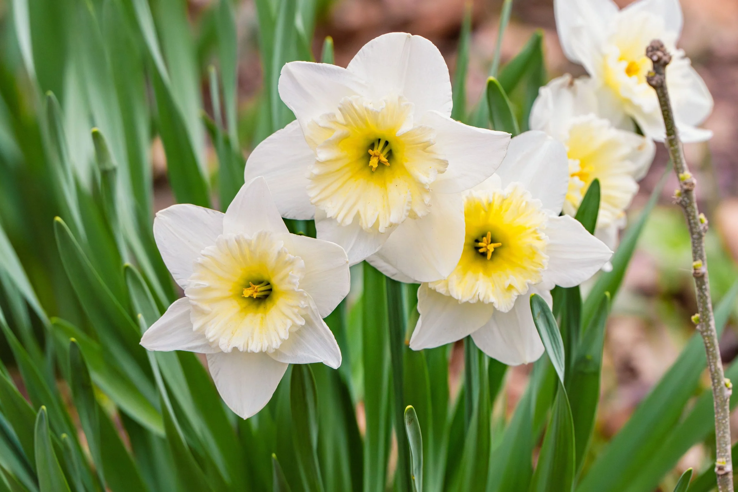 SPNA 2026-04-01 - 10.jpg