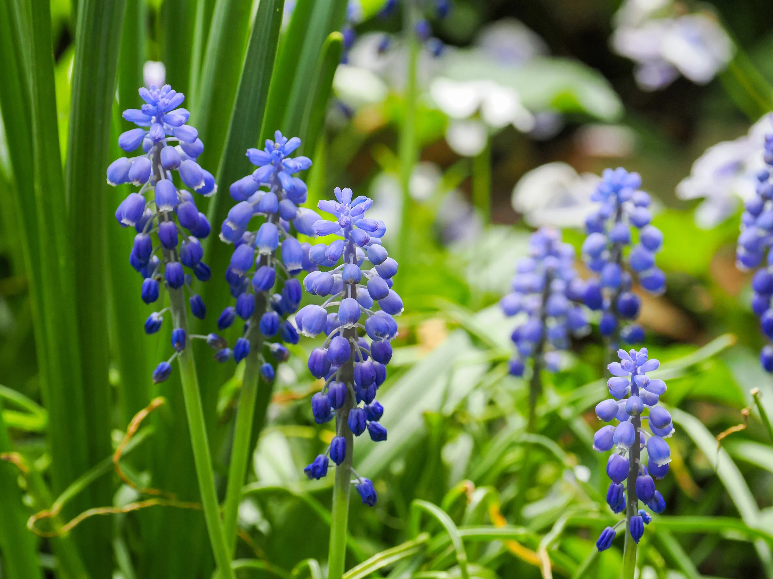 Grape Hyacinth (Muscari armeniacum)