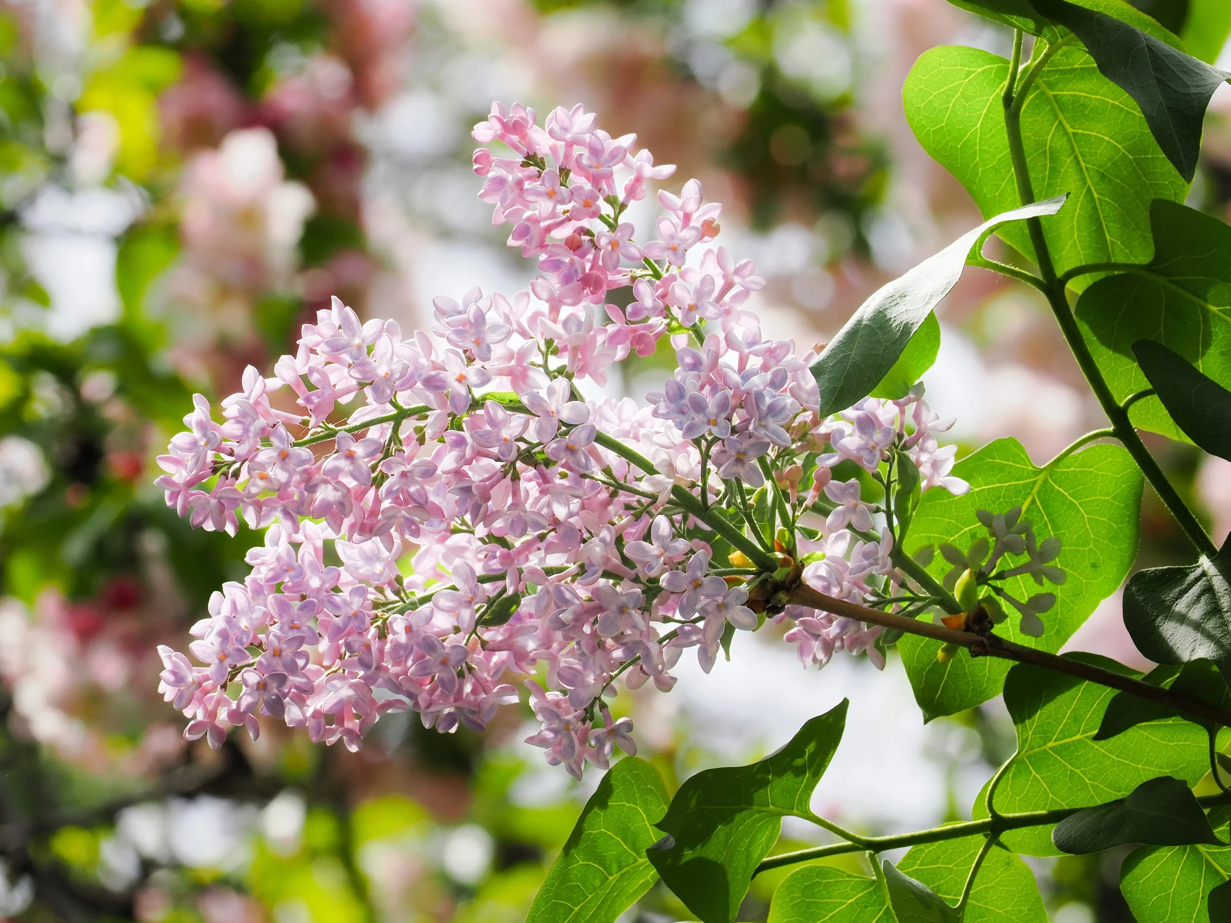 Lilac (Syringa vulgaris)