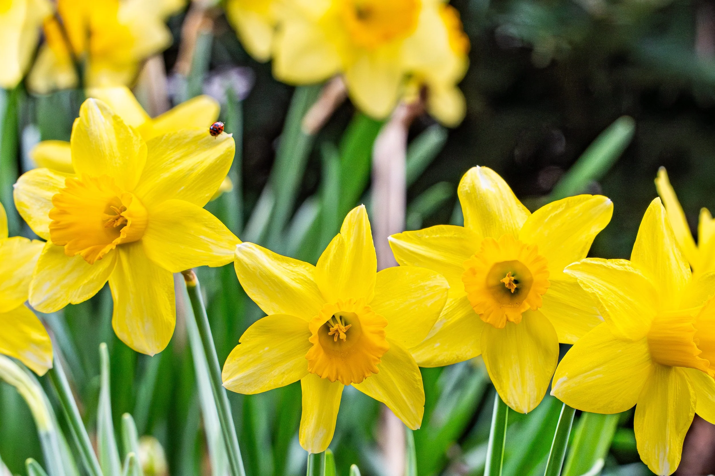 Spring in Bloom — Early April