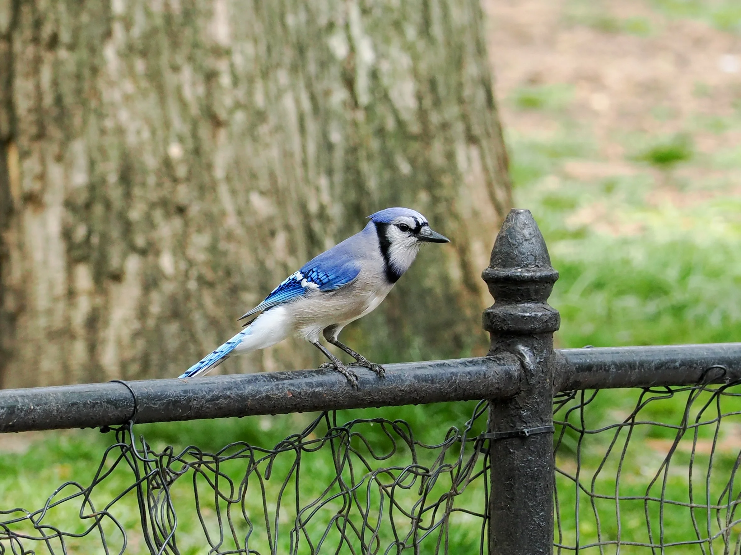 Blue jay (Cyanocitta cristata)