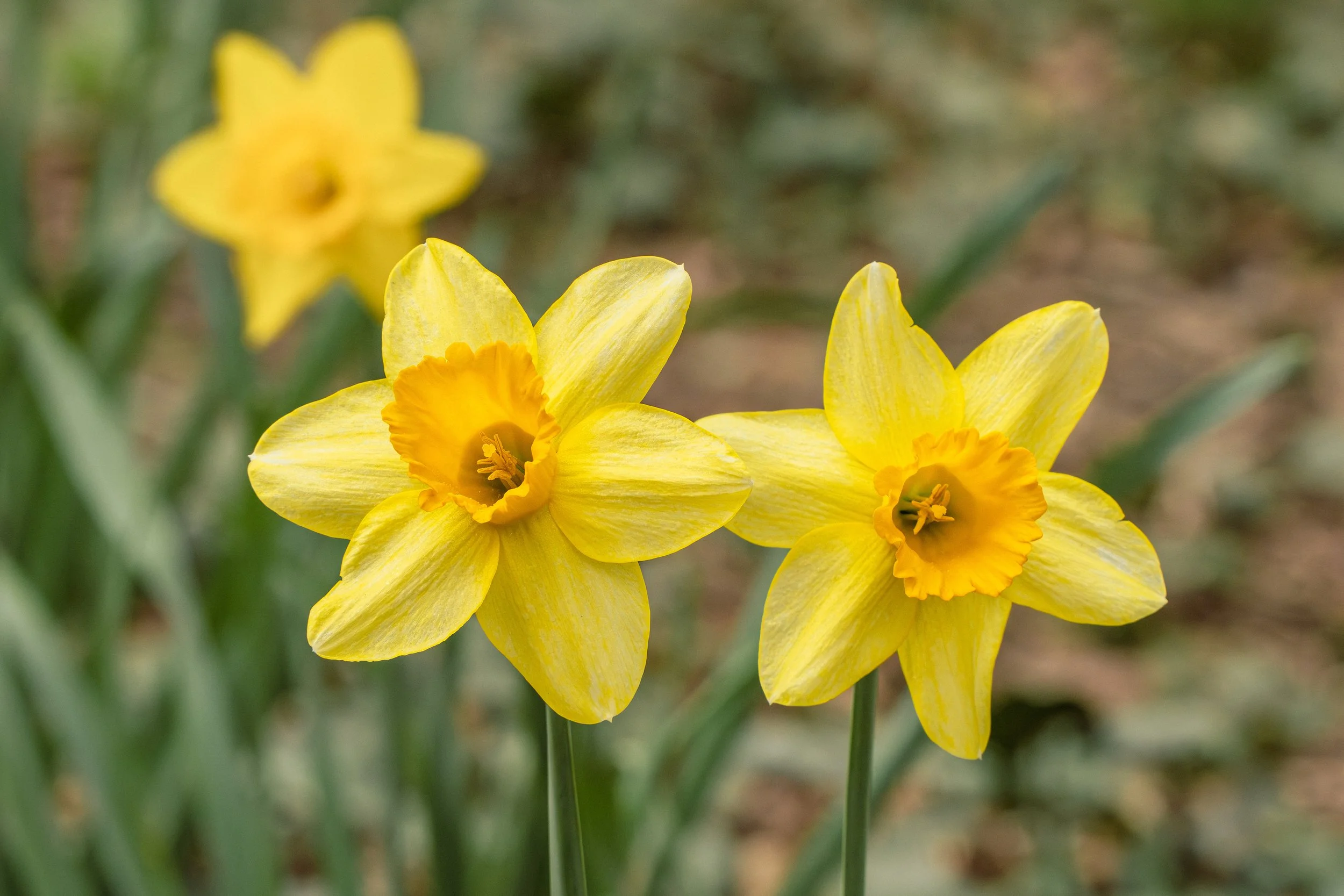 SPNA 2026-04-01 - 07.jpg