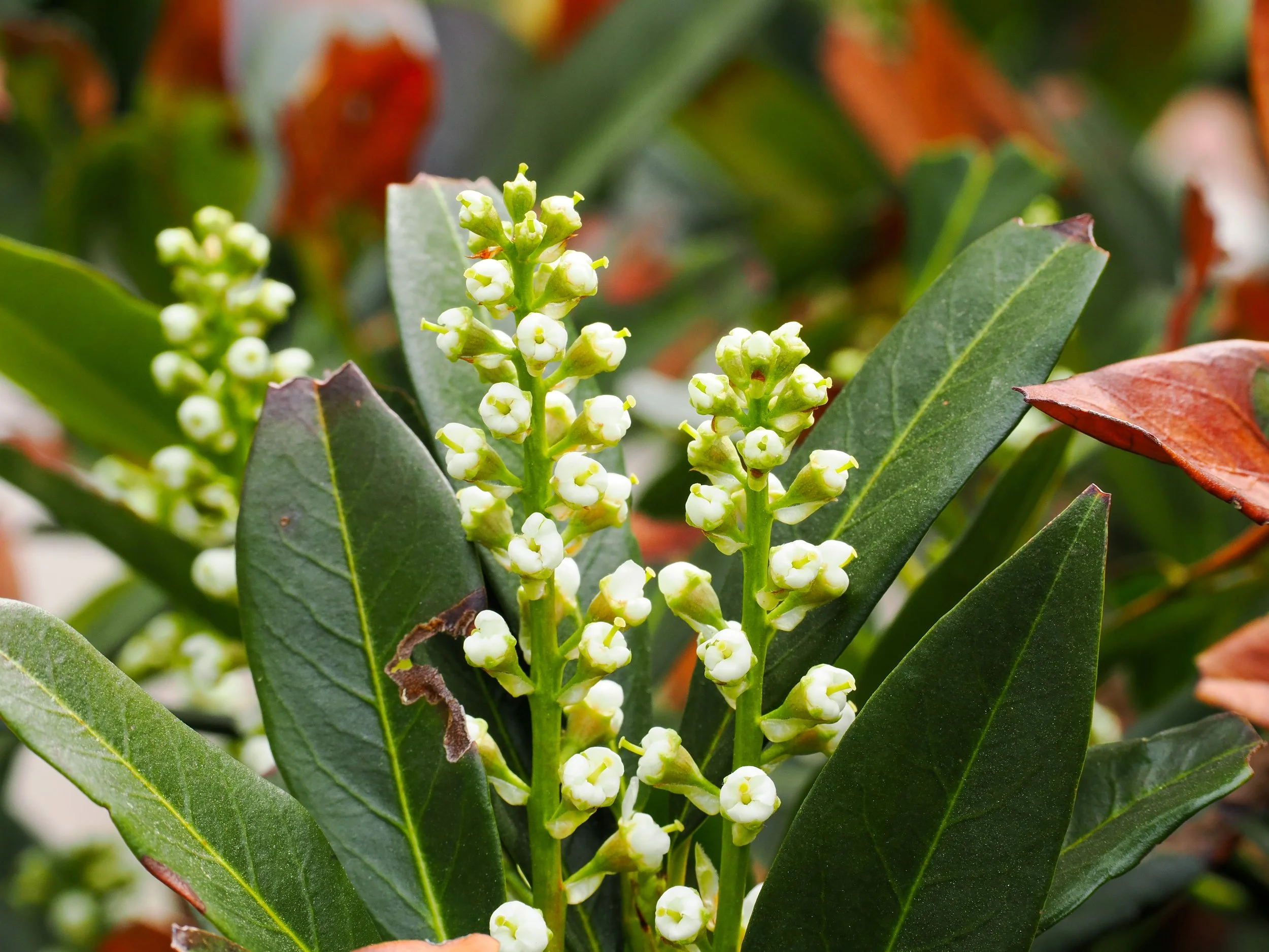 Cherry Laurel (Prunus laurocerasus)