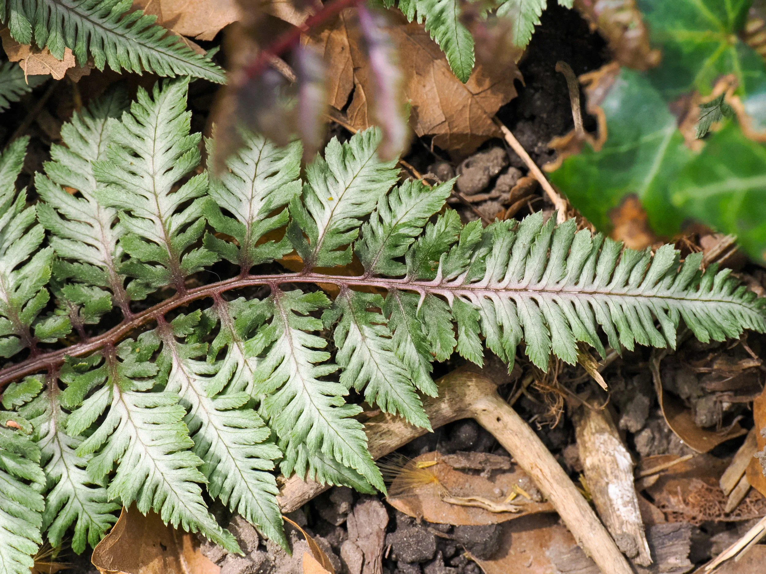Japanese Painted Fern (Athyrium niponicum 'Pictum')