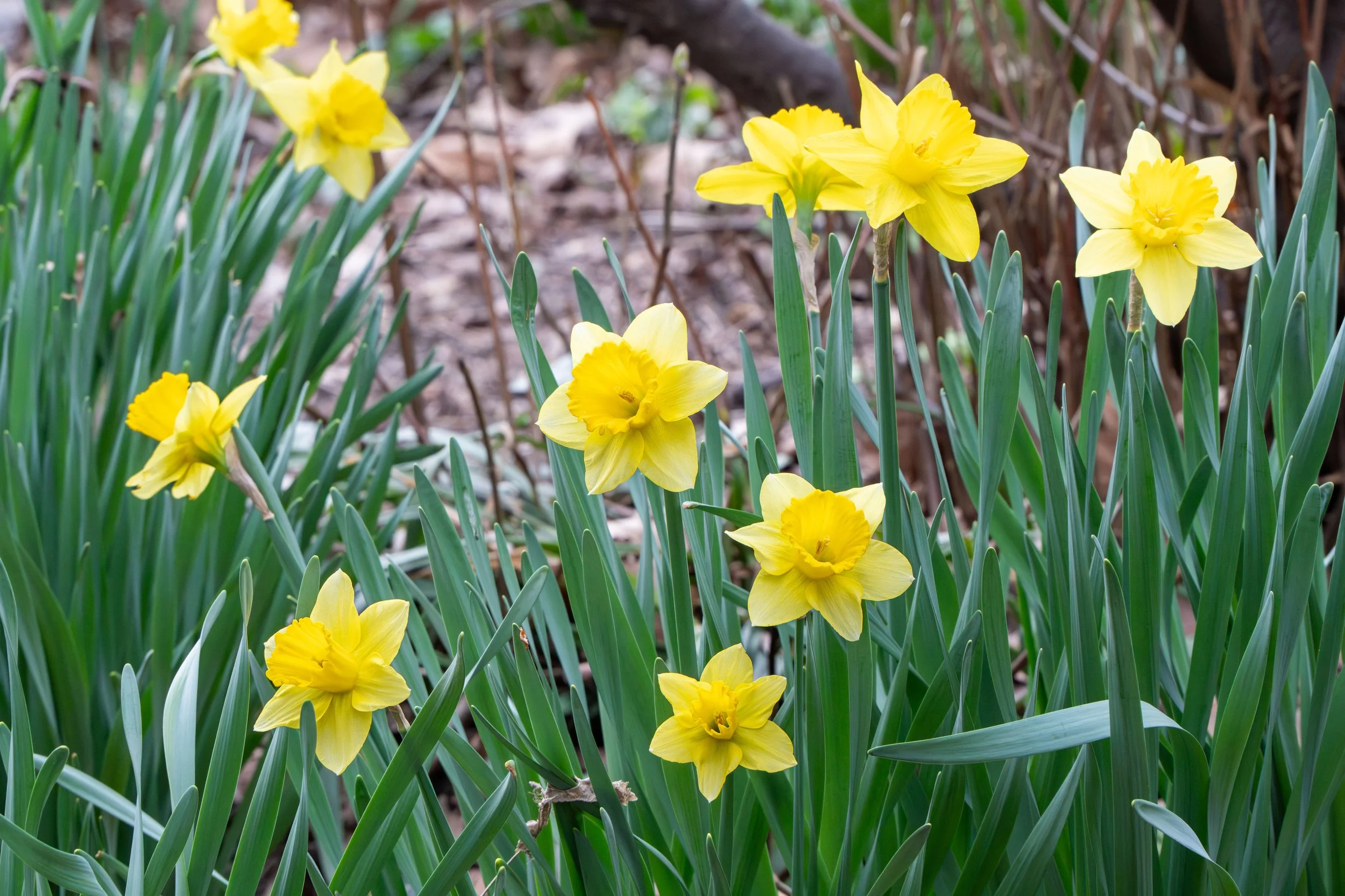 SPNA 2026-04-01 - 13.jpg