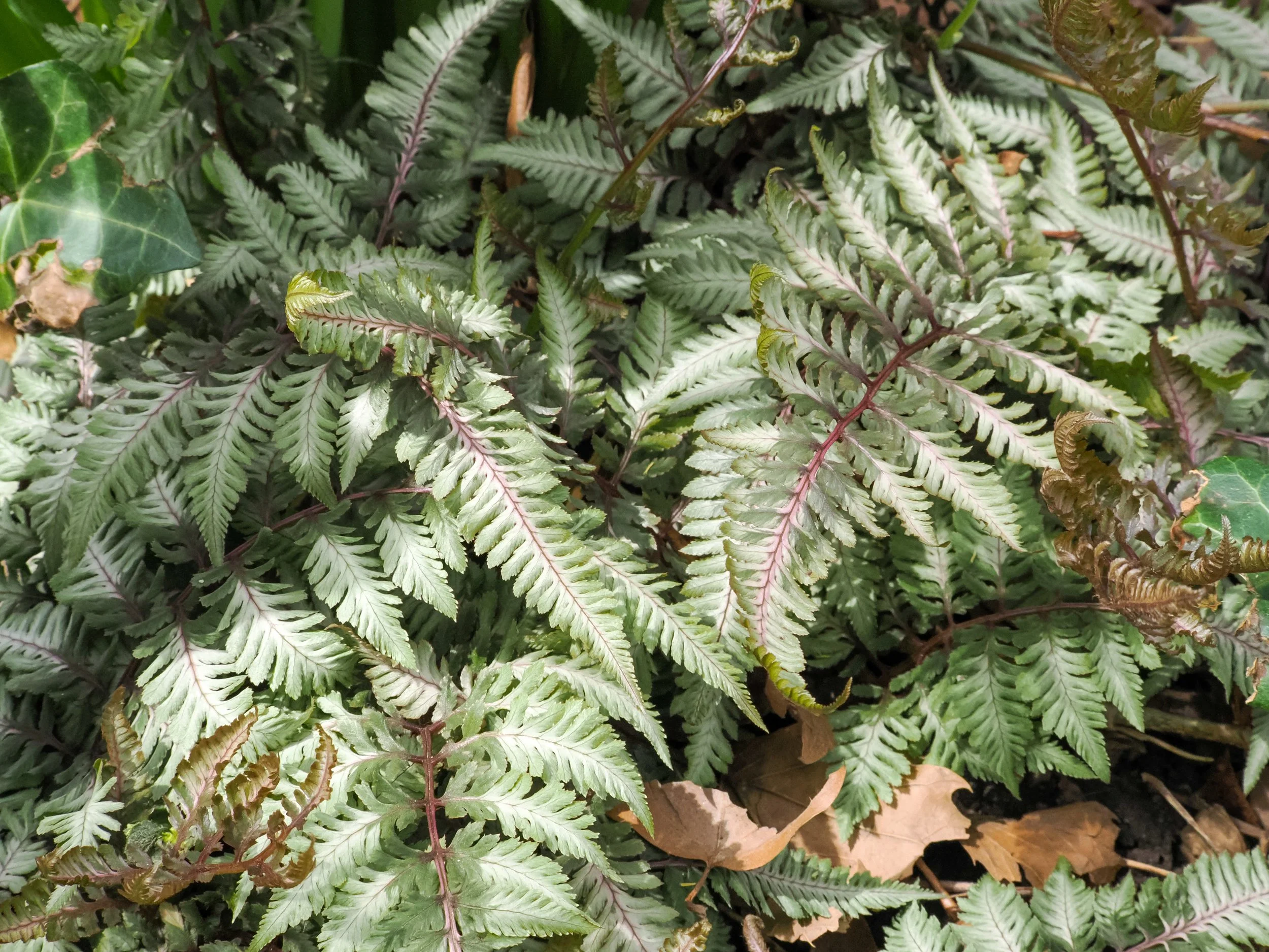 Japanese Painted Fern (Athyrium niponicum 'Pictum')