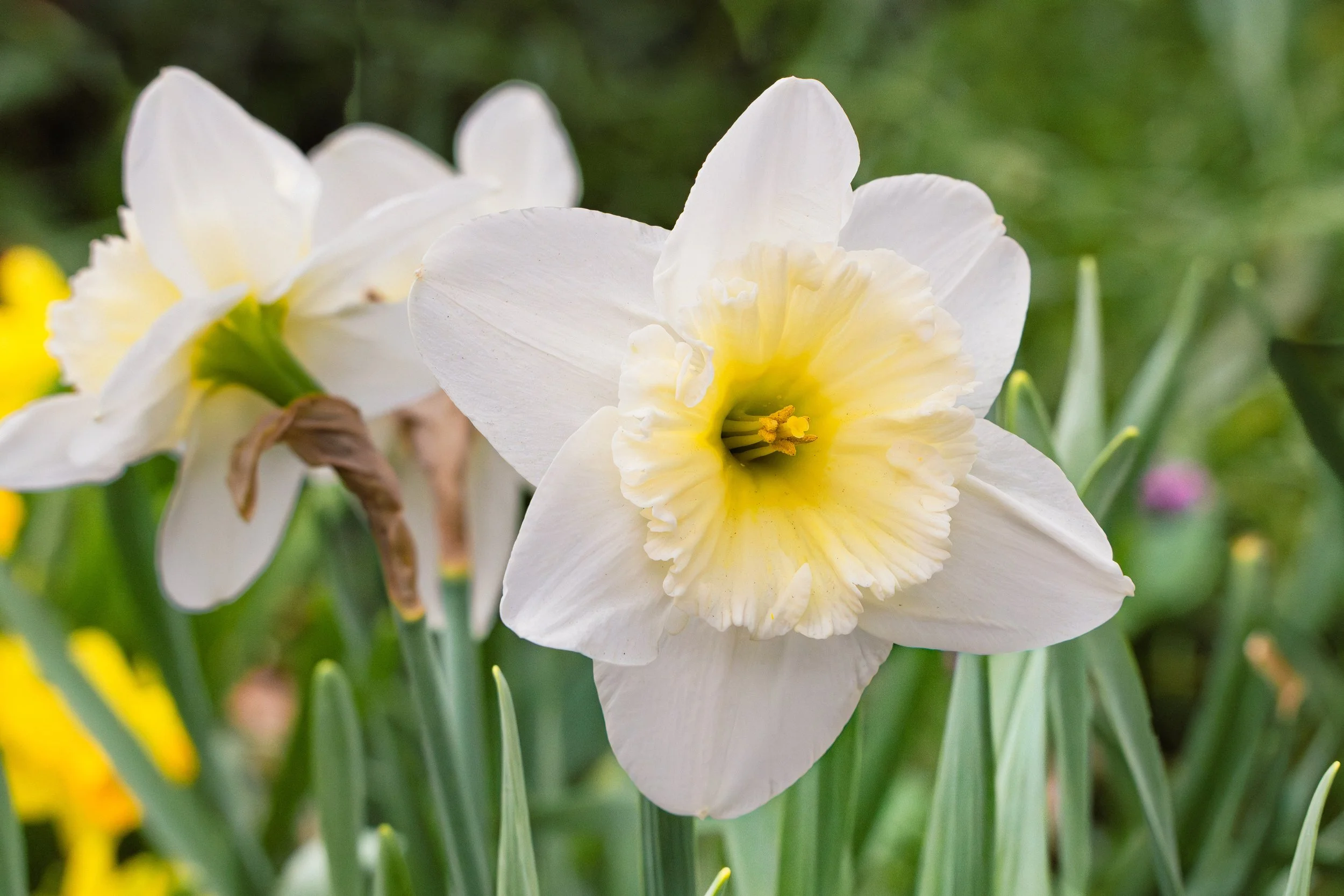 SPNA 2026-04-01 - 01.jpg