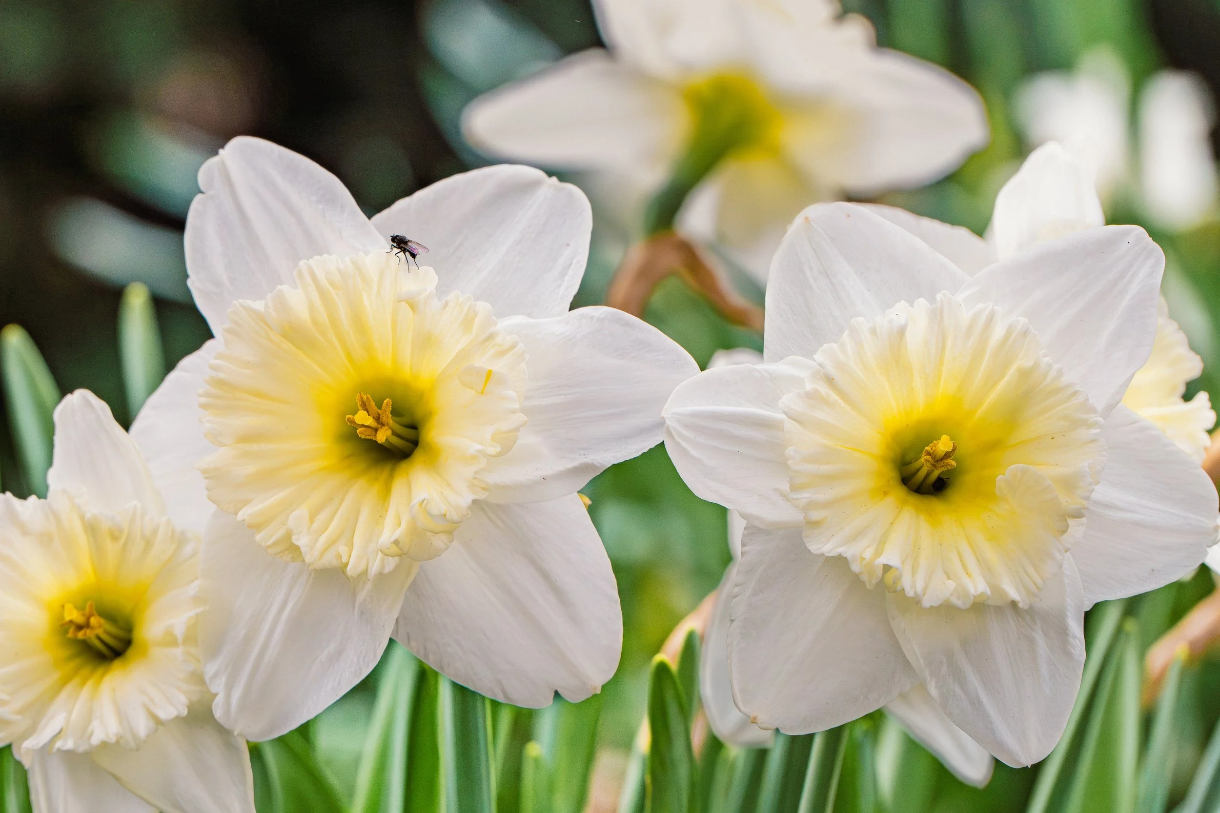 SPNA 2026-04-01 - 03.jpg