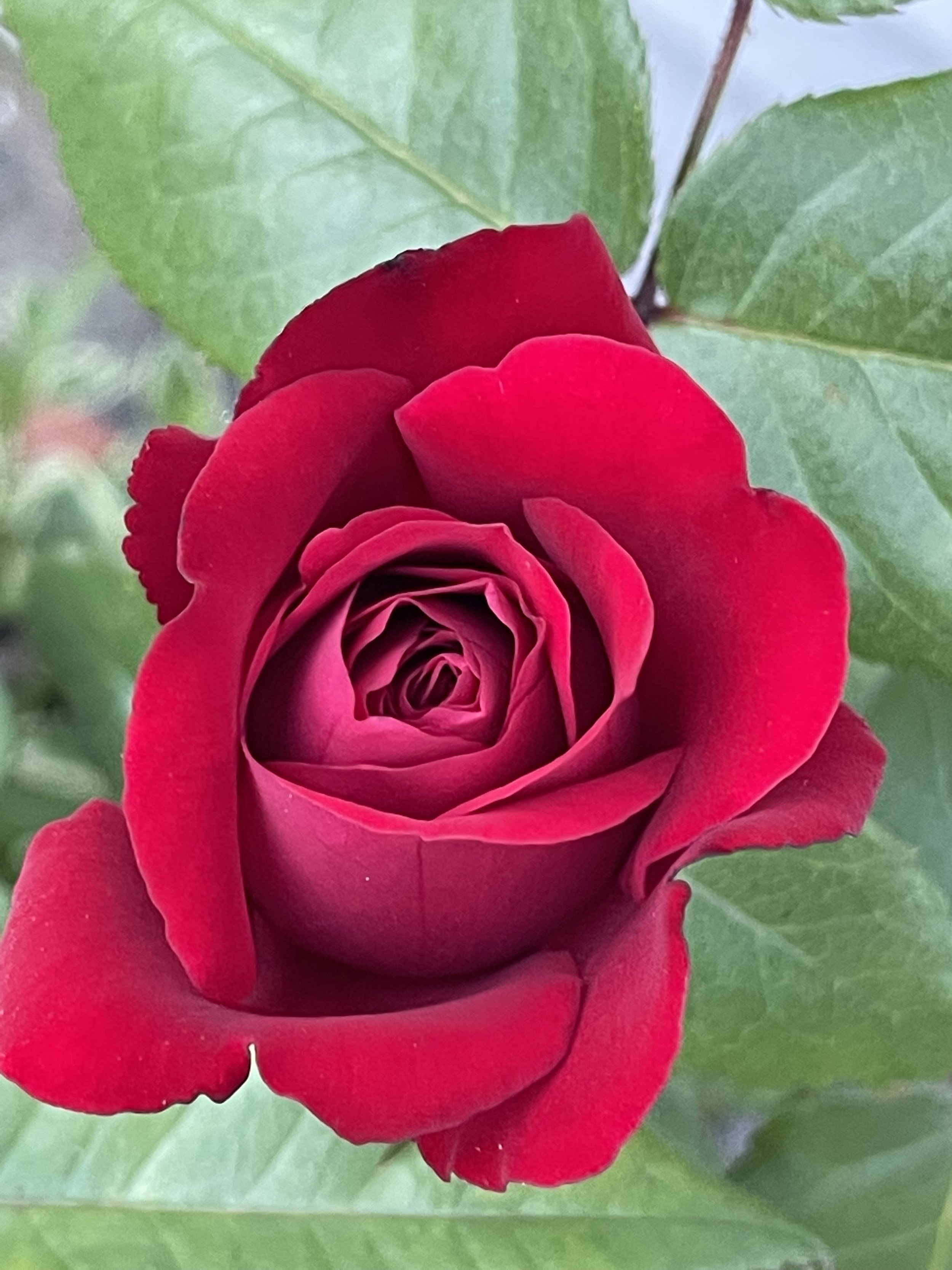 IMG_6002.jpeg
