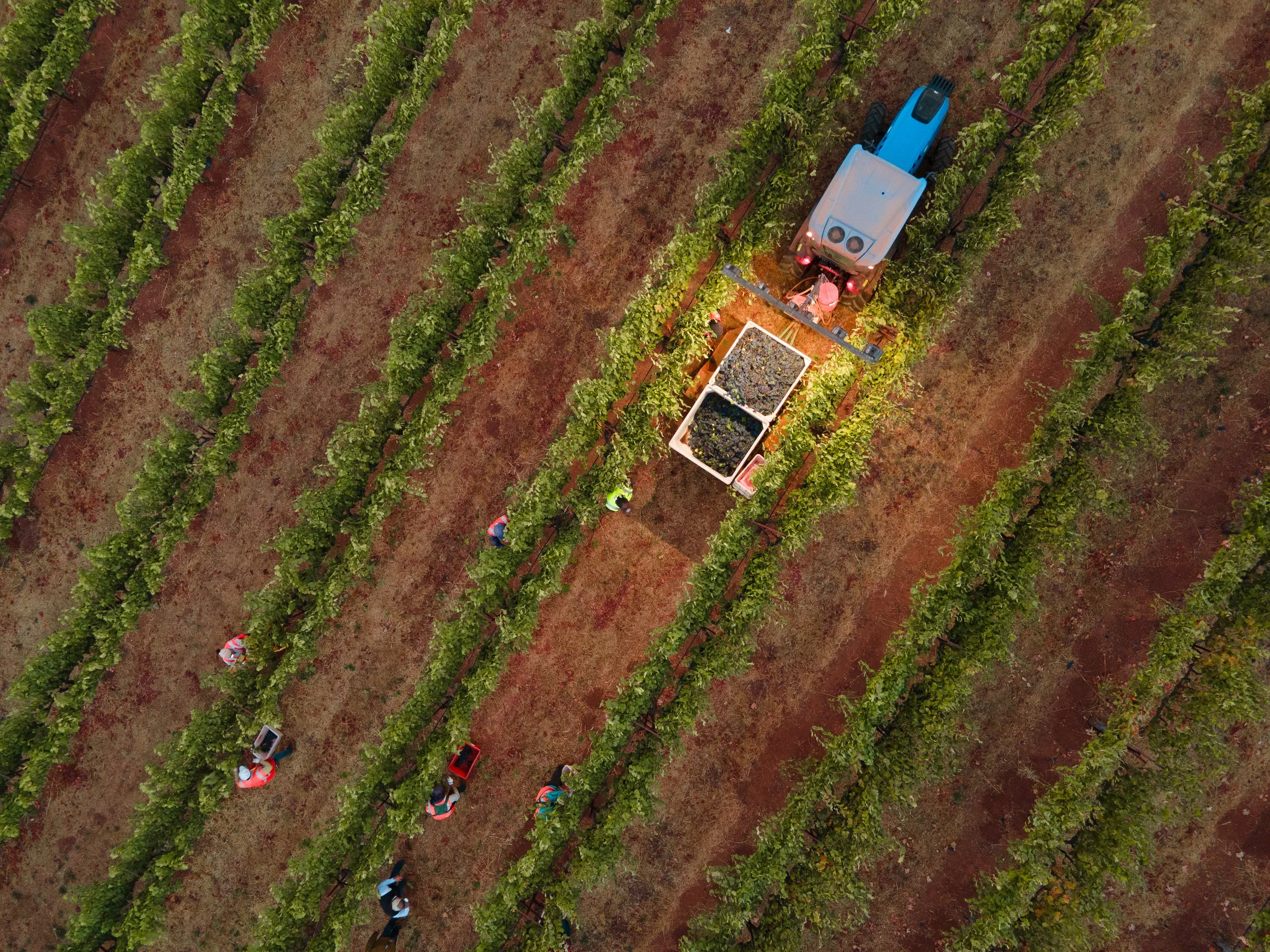 An aerial view of a vineyard with rows of grapevines. Several workers in safety vests and hats are harvesting grapes and collecting them in bins. A blue tractor is surrounded by the workers.