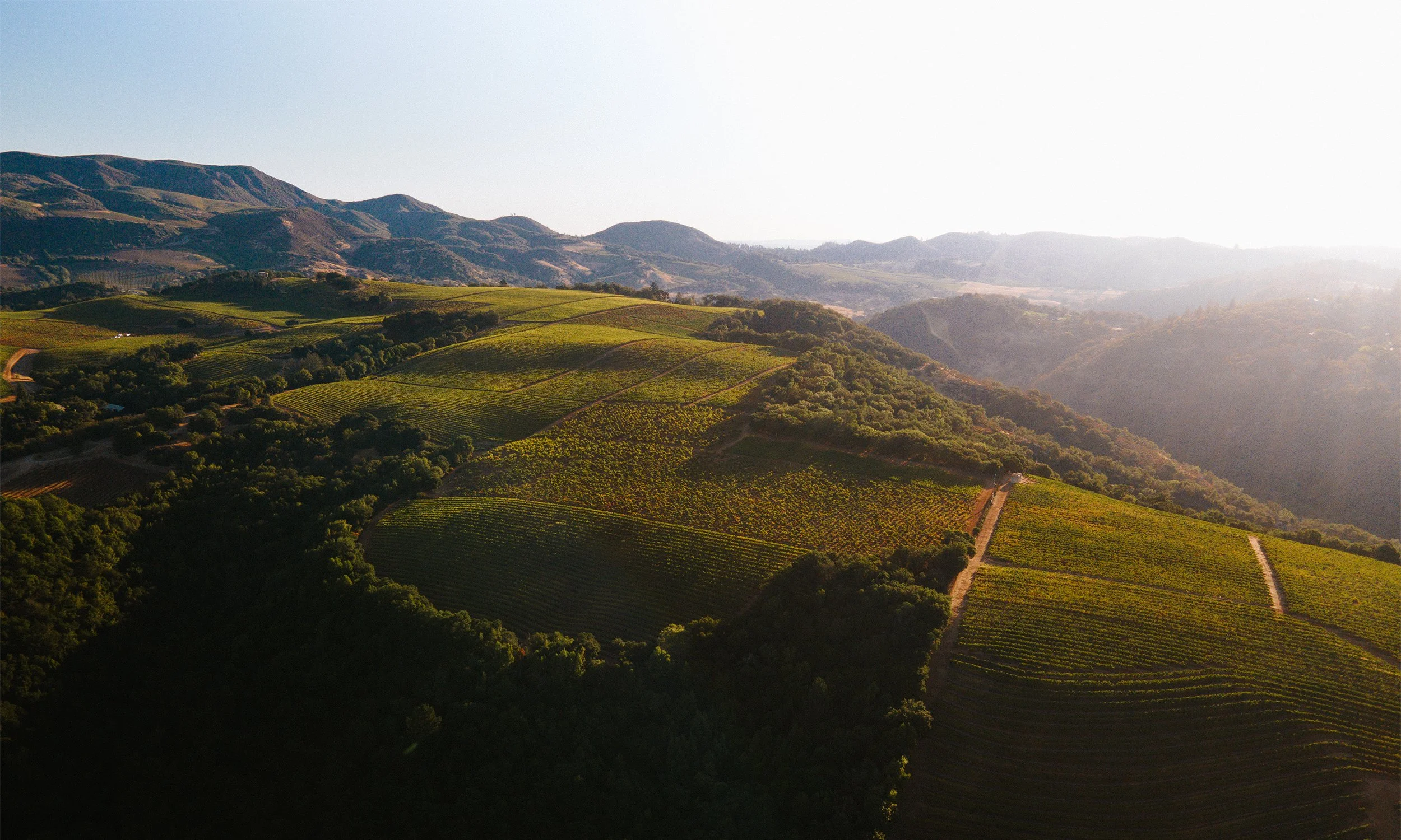 Aerial view of Monte Rosso Vineyard in Sonoma, California. Rolling green hills with vineyards and trees, mountains in the background, bright blue sky, and sunlight illuminating the landscape.