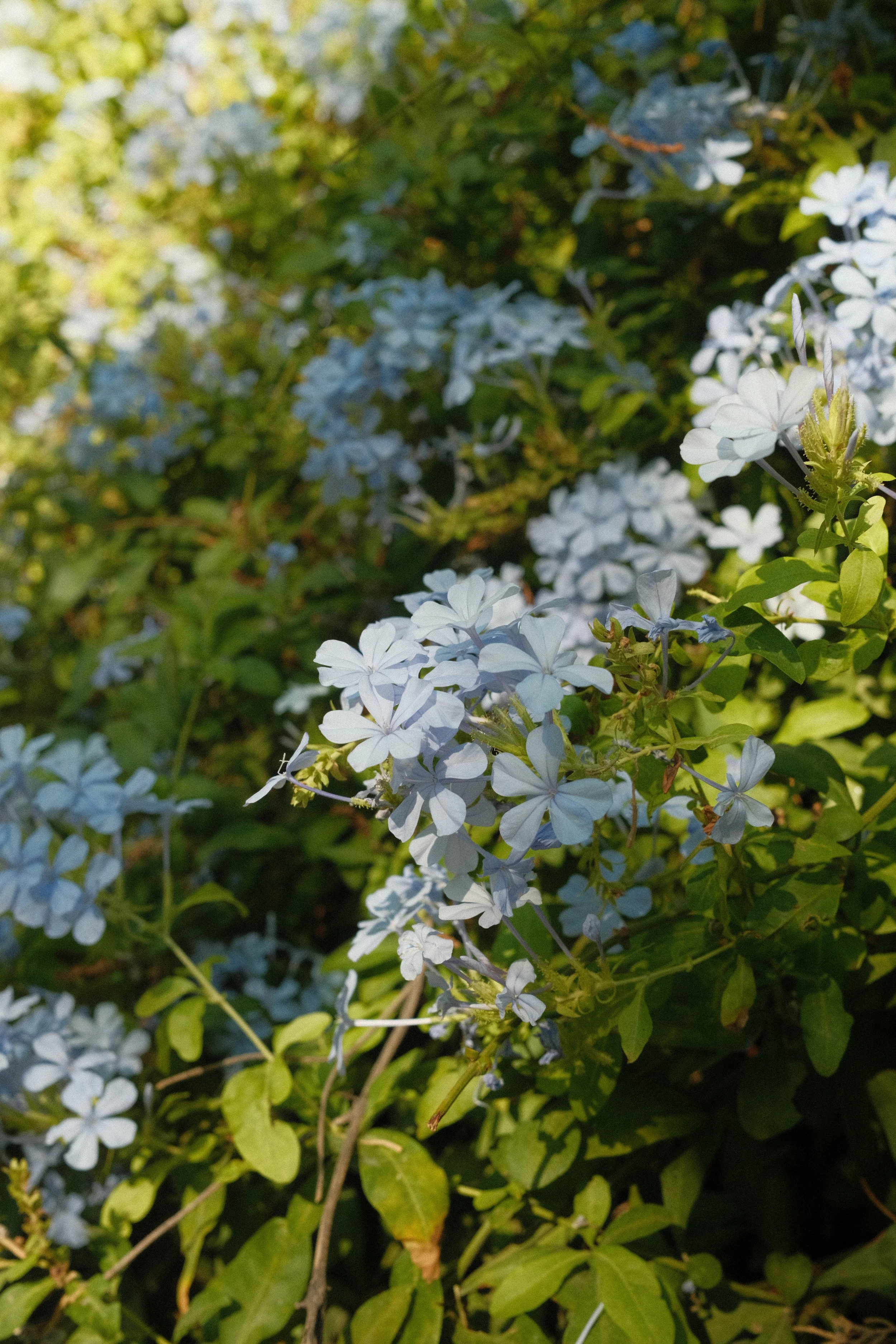 Close-up of light blue flowers blooming among green leaves in a garden.