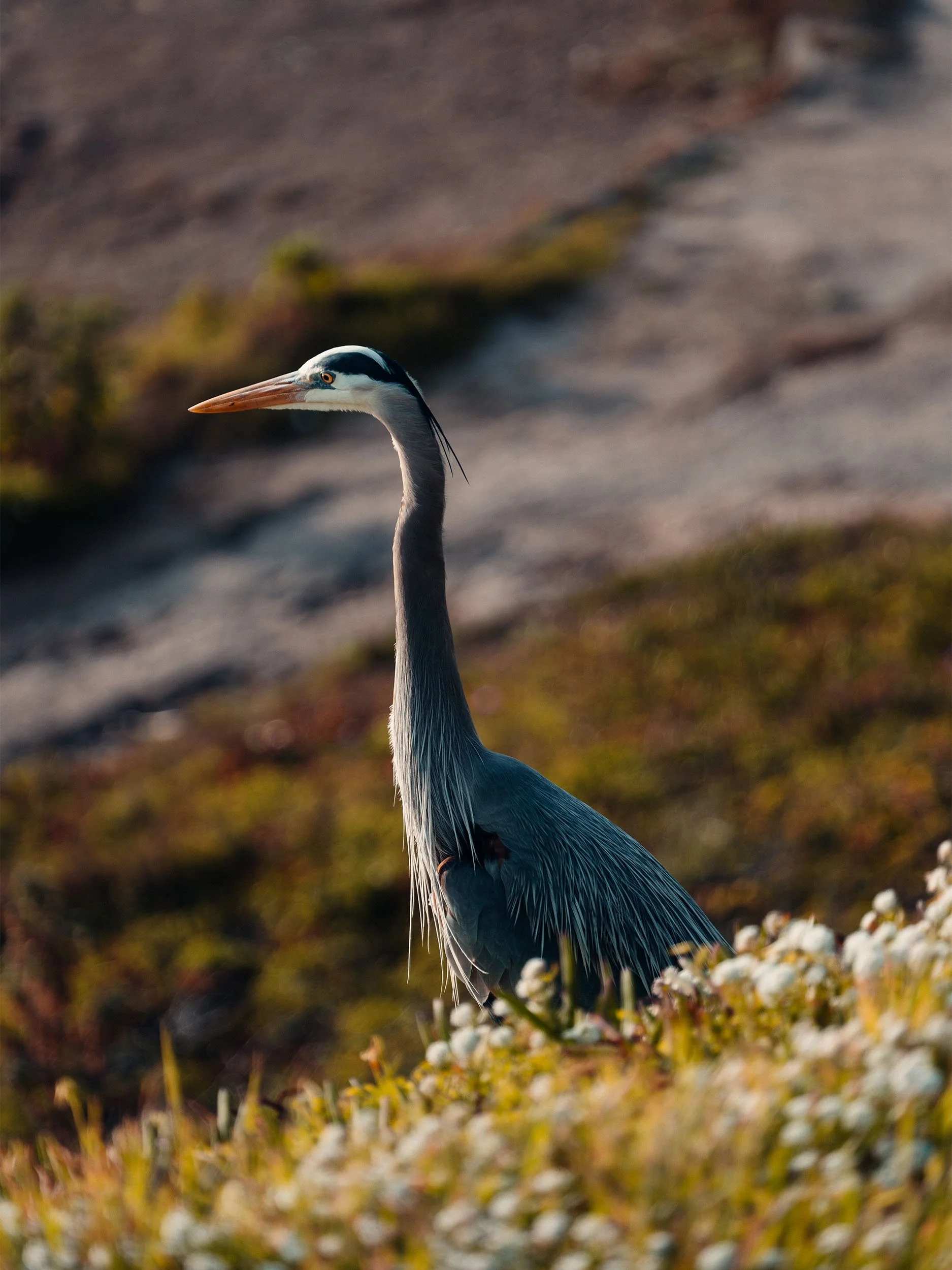 A gray heron standing among mossy rocks and small white flowers.
