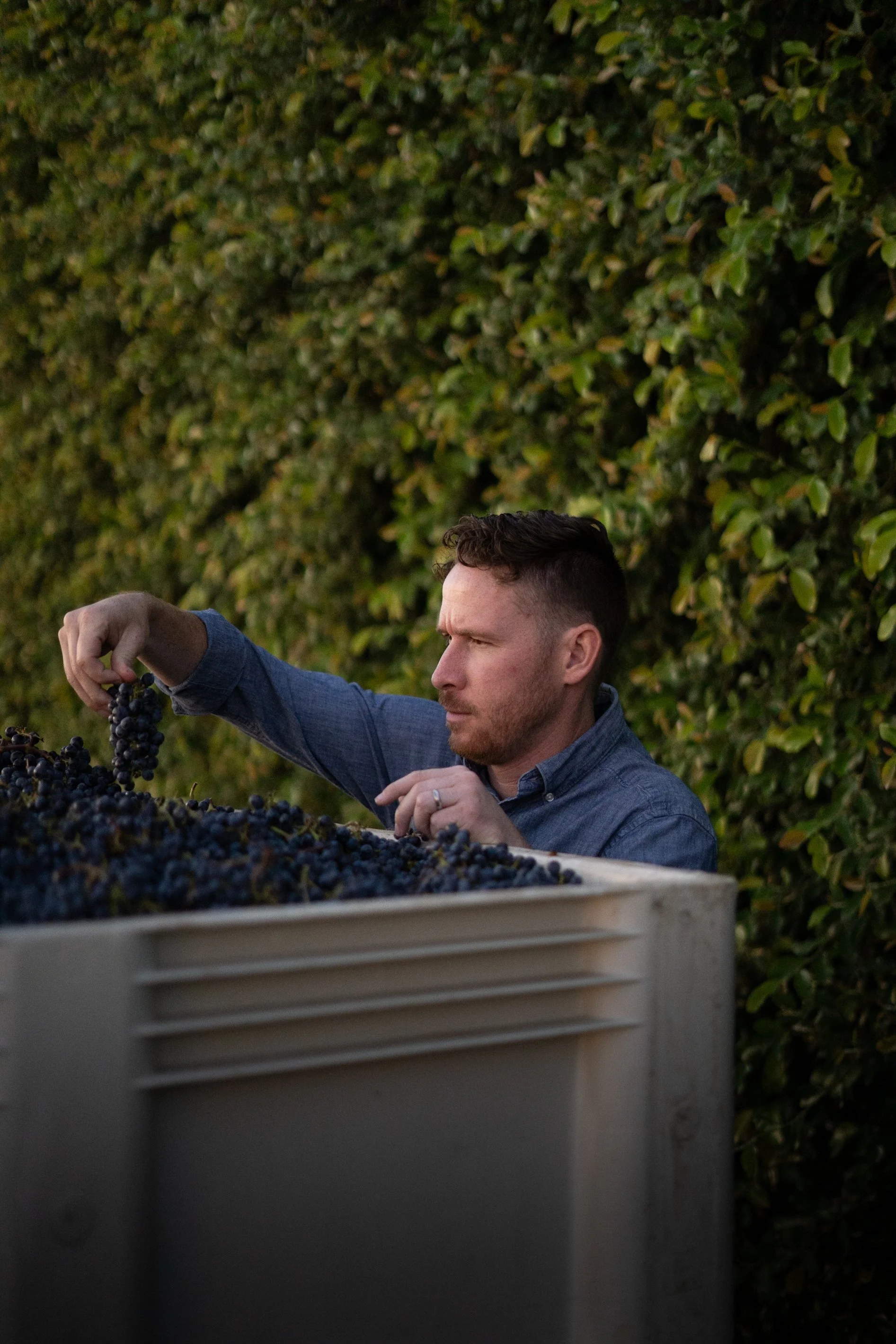 A man with short brown hair and a beard, wearing a blue denim shirt, is harvesting dark purple grapes in a vineyard during sunset or late afternoon with a green leafy hedge in the background.