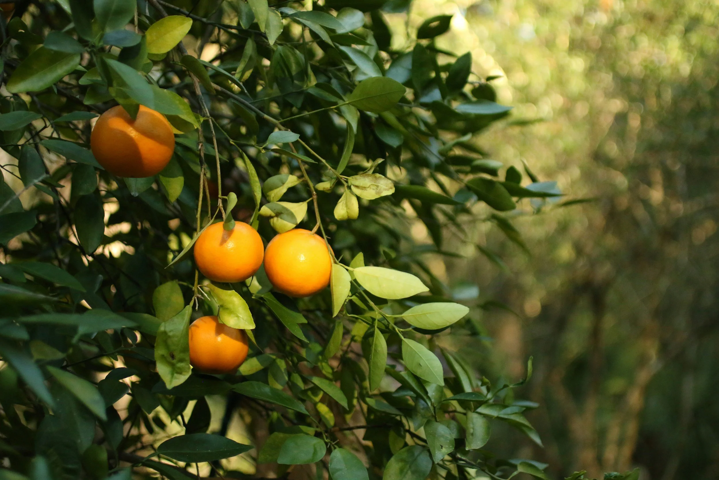 oranges on a tree with the sun shining on them