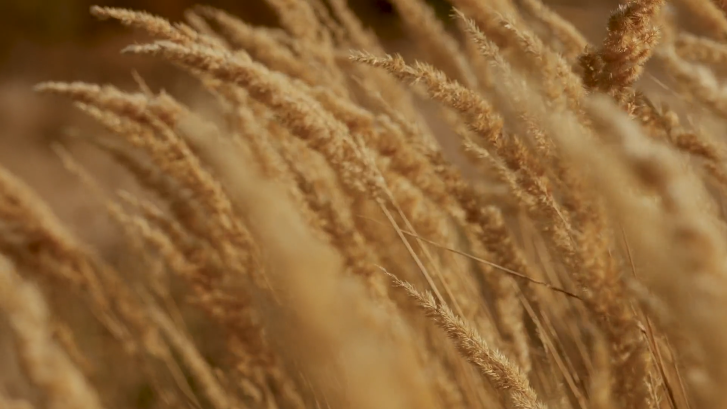 Onie_BG_Video.png