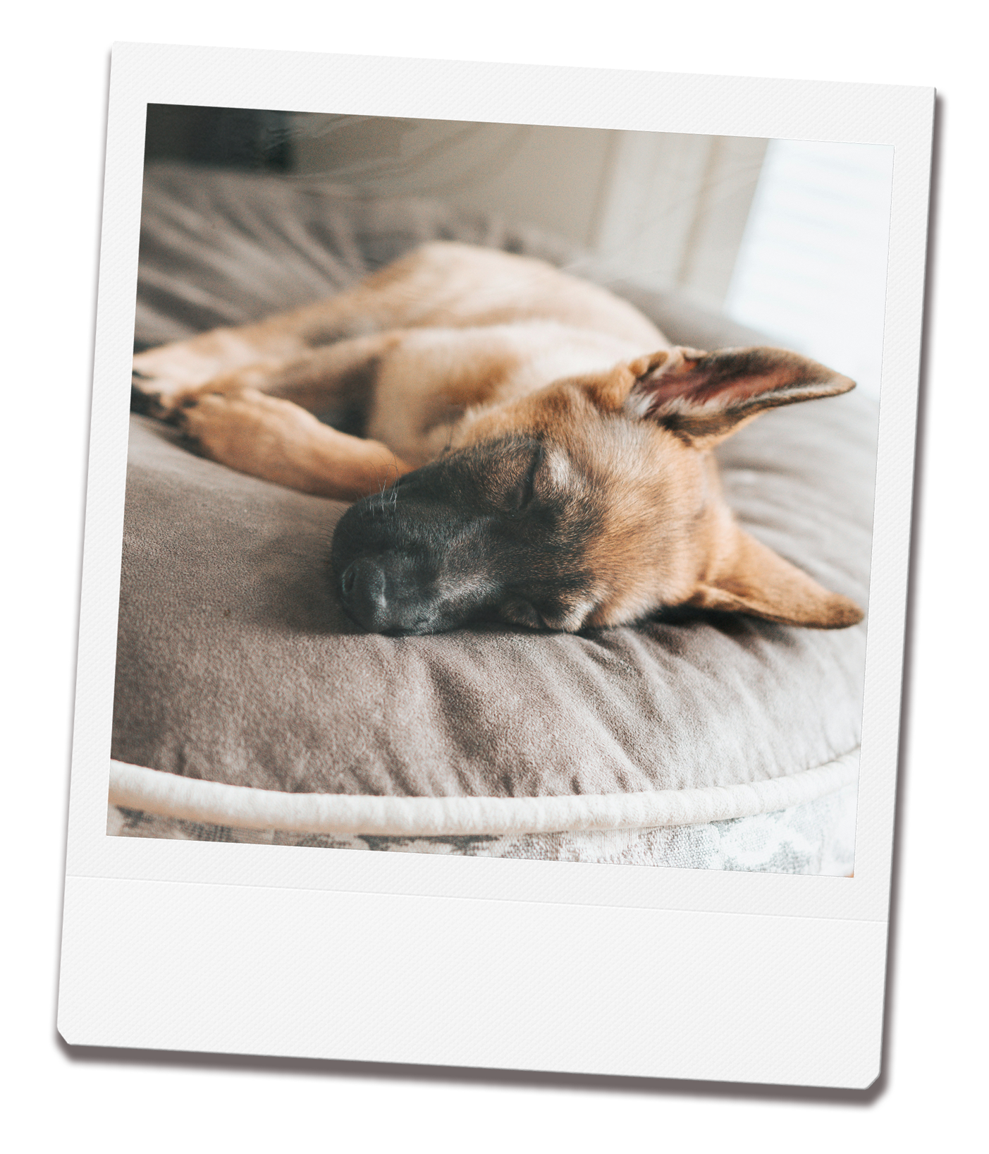 Cozy dog boarding environment with sleeping dog demonstrating 24/7 cuddles at Forest Hills pet sitting service