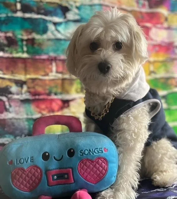 Cocoshin the poo mix playing at dog boarding during an overnight stay in Queens.