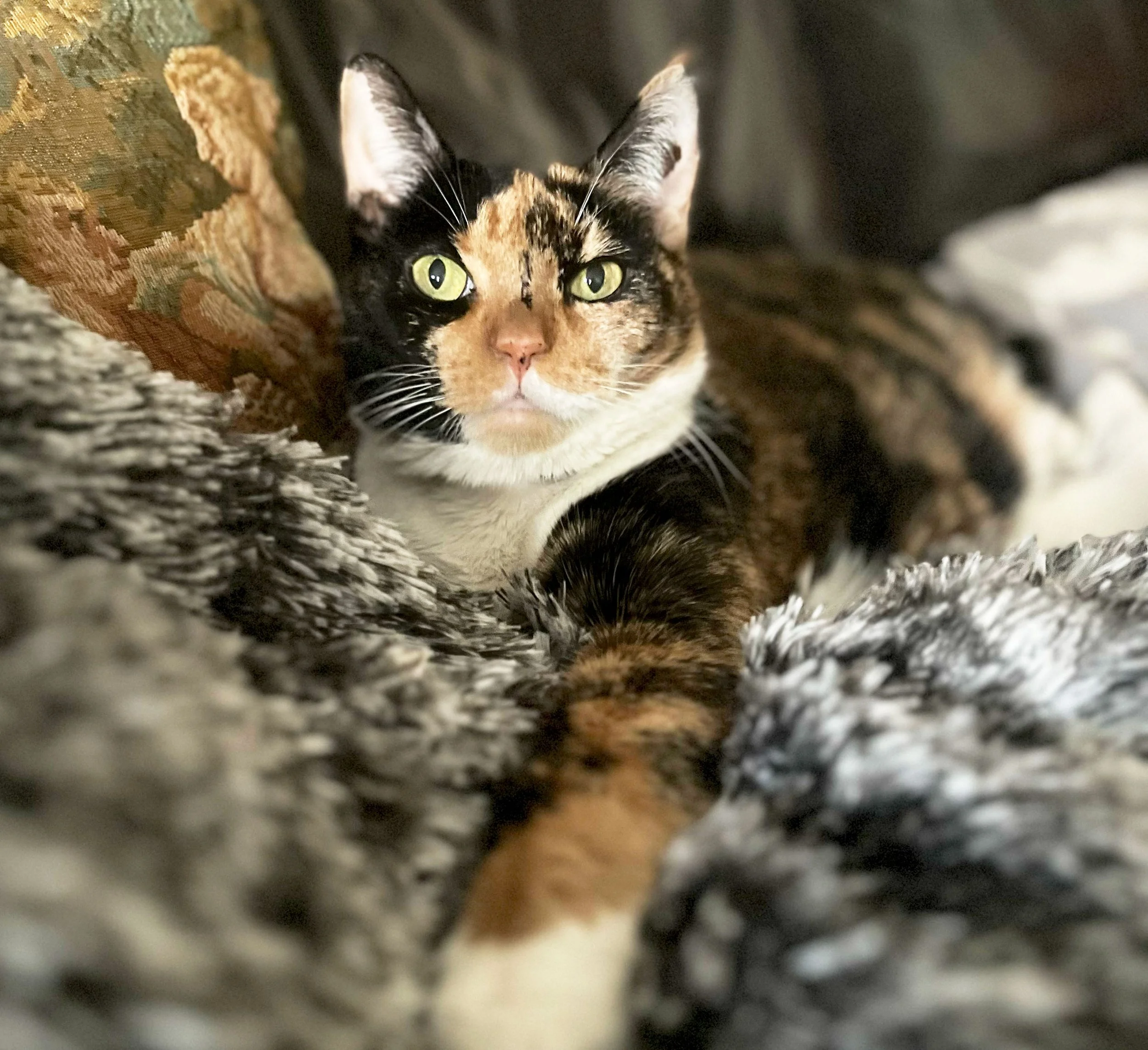 Patches the cat