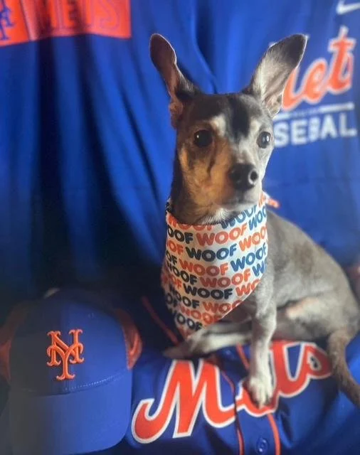 Podge the Mini Pin Dachshund Mets fan