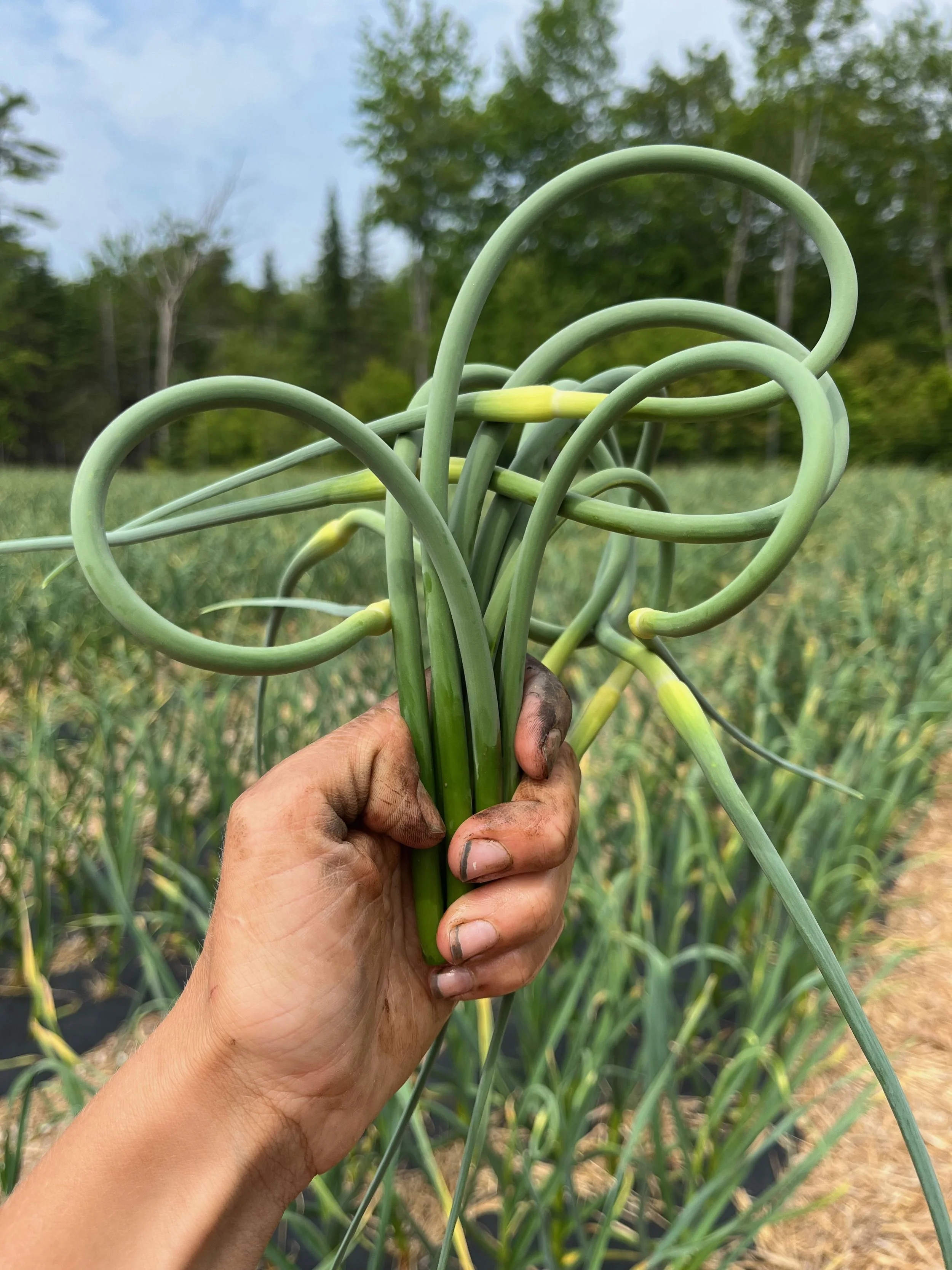 A hand holding a bunch of curly green onions in a farm field with green plants and trees in the background.