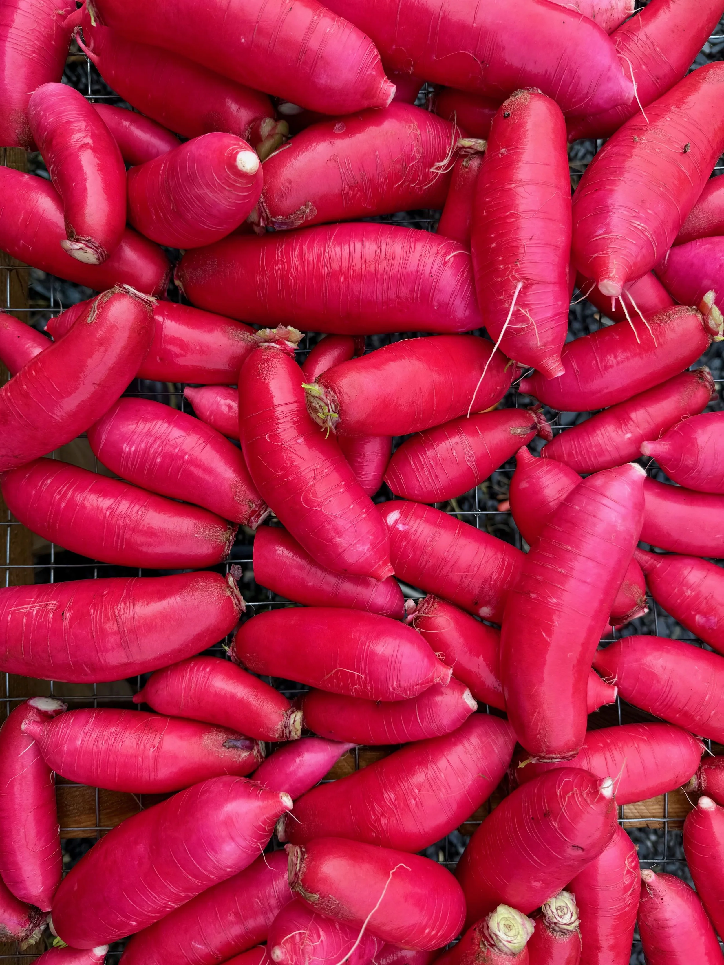 Red radishes with green tops removed, arranged on a wire mesh surface.