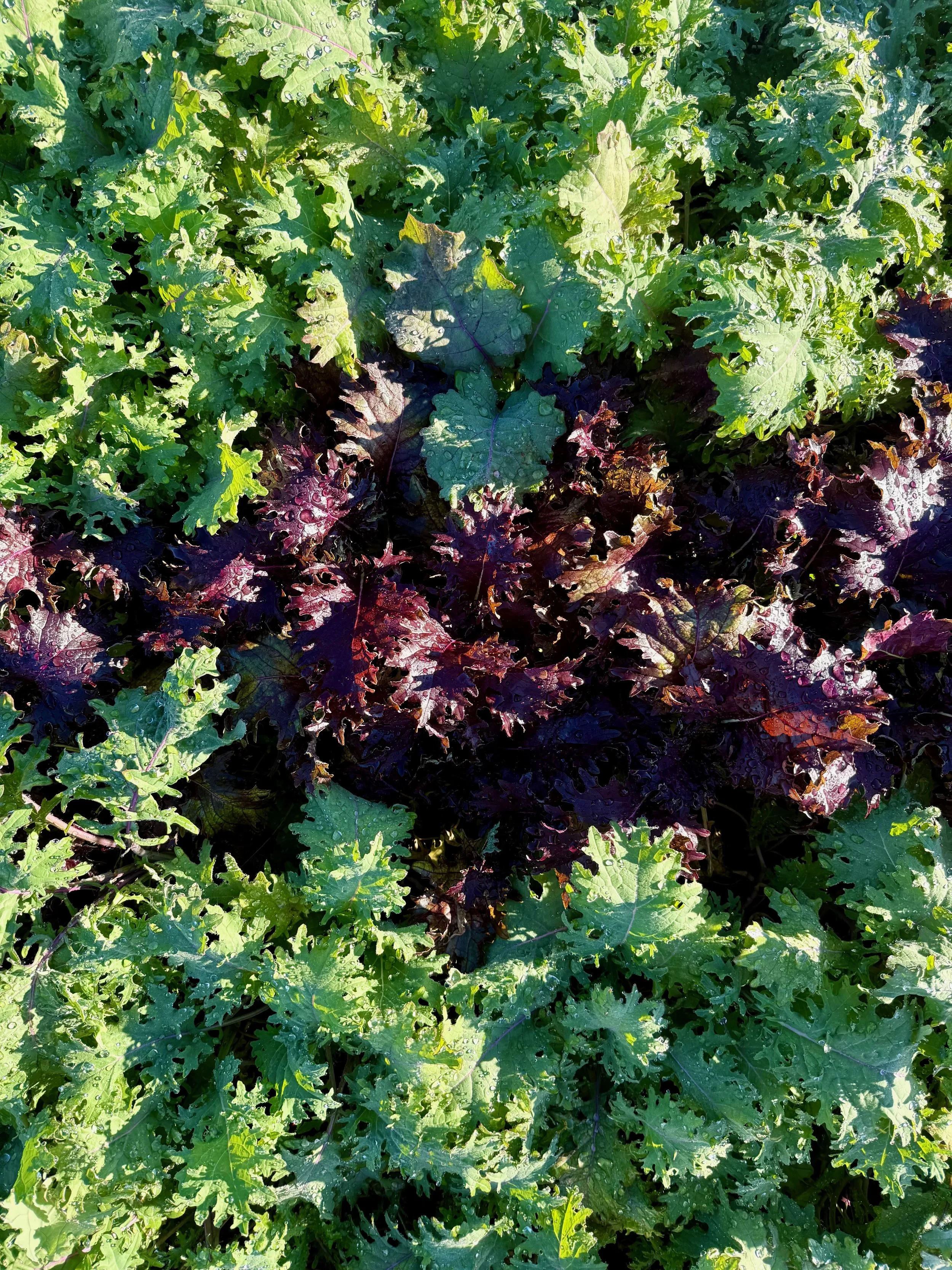 Close-up of green and purple leafy vegetables growing in a garden.