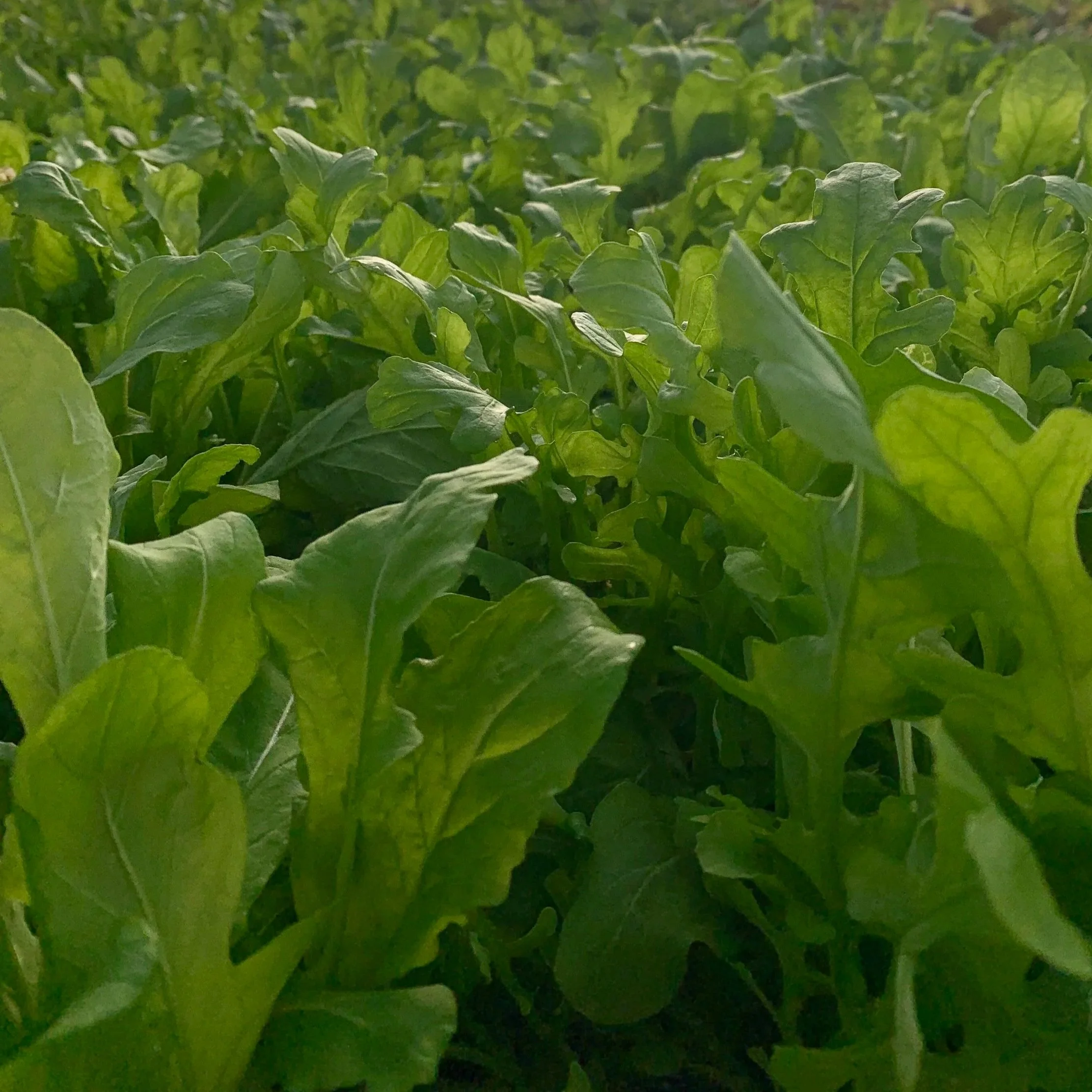 Close-up of lush green lettuce leaves growing in a garden.